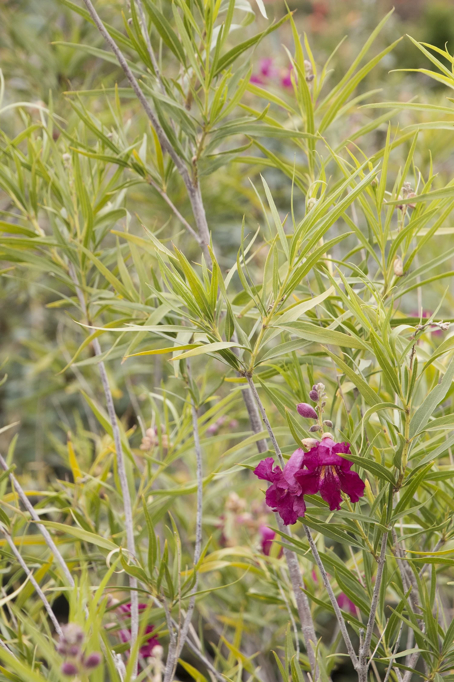 Sweet Katie Burgundy Desert Willow 2 Sweet Katie Burgundy Desert Willow