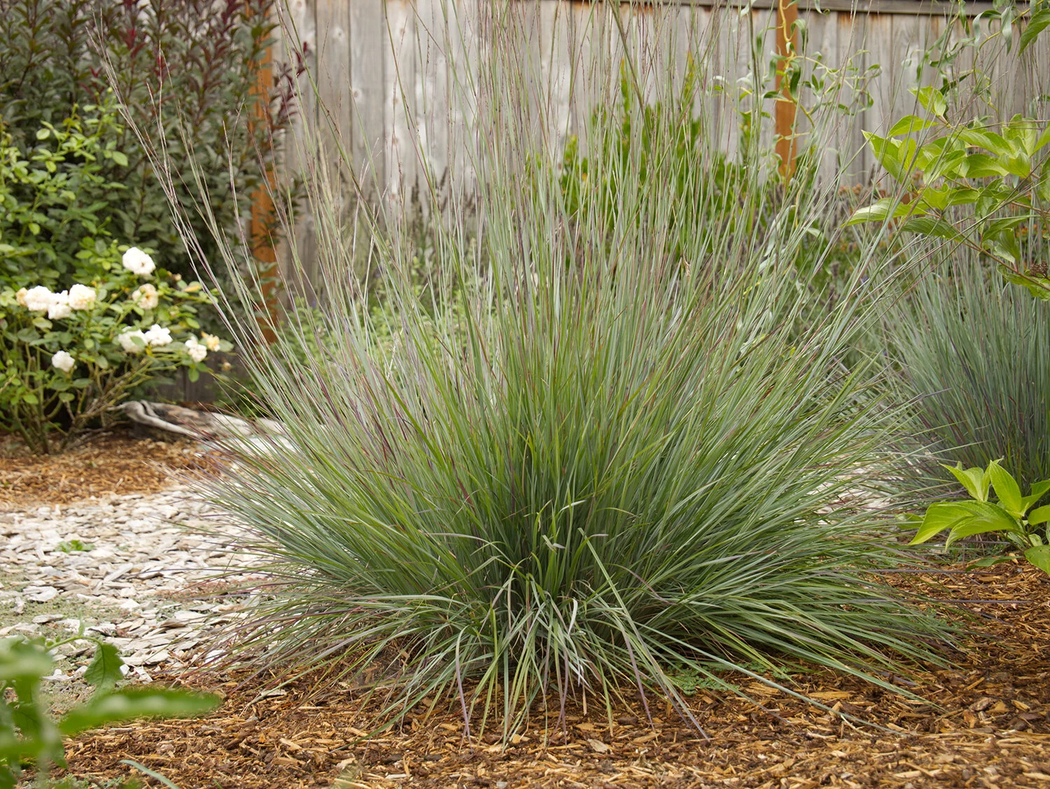 Blue Heaven Little Bluestem