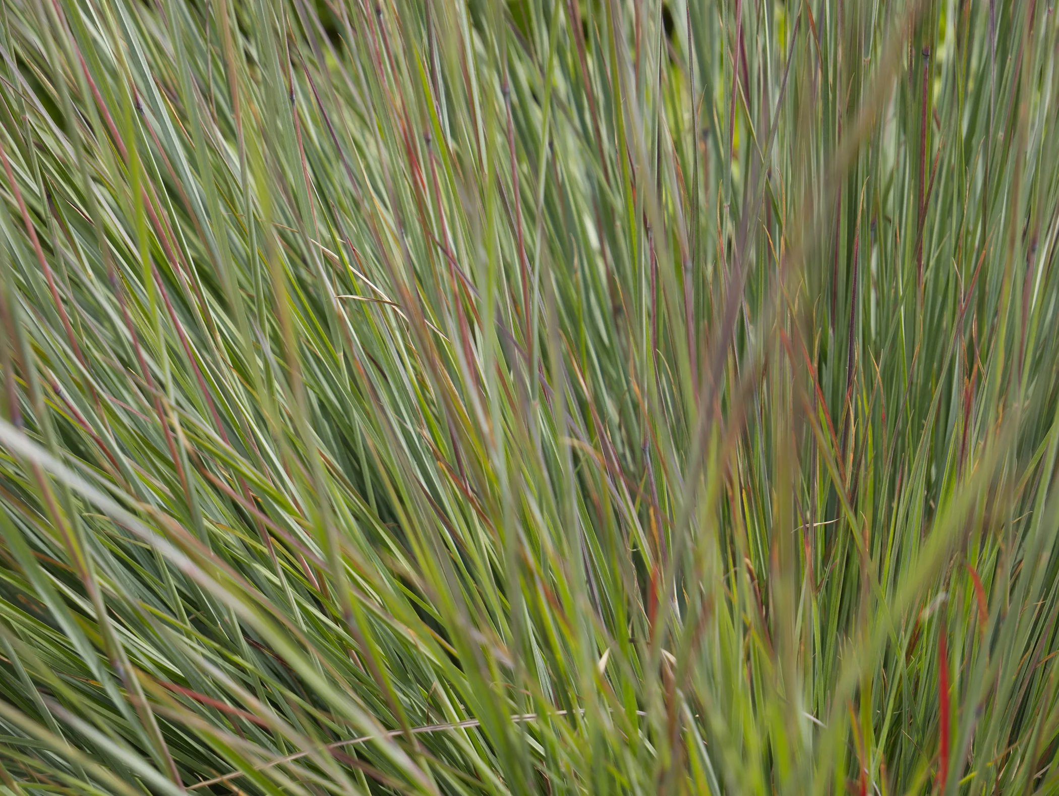 Blue Heaven Little Bluestem