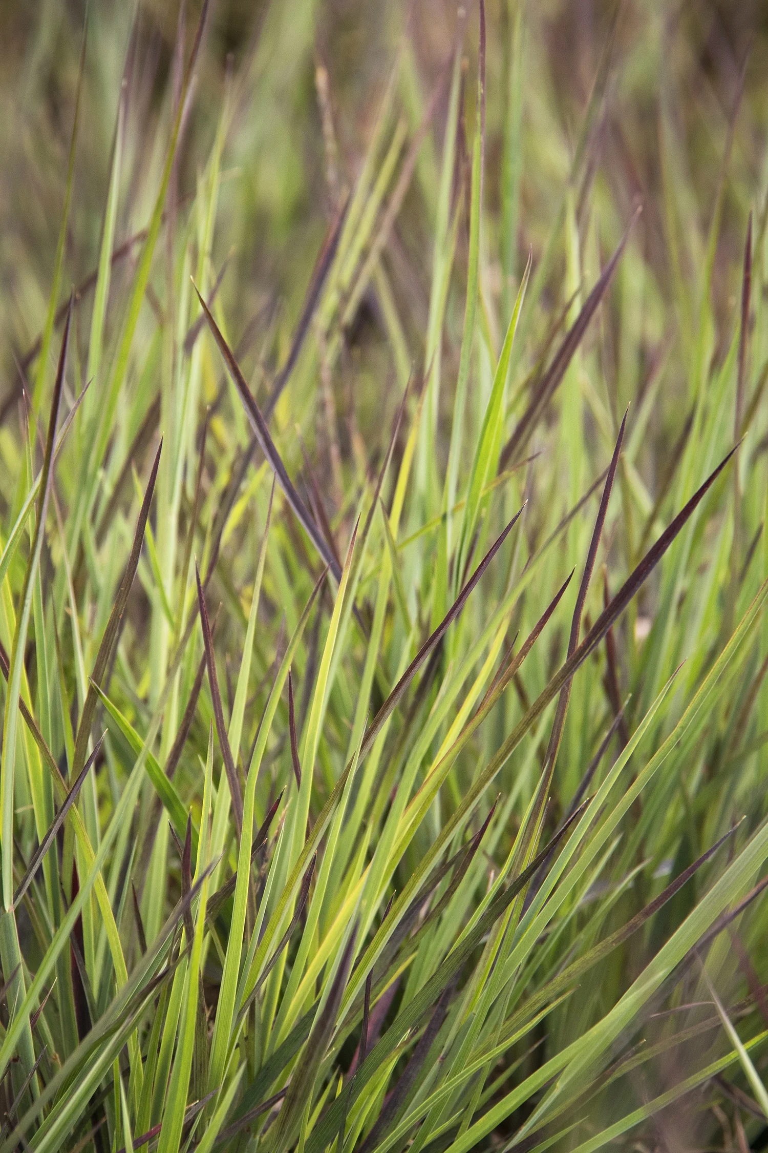 Blue Heaven Little Bluestem 3 Blue Heaven Little Bluestem