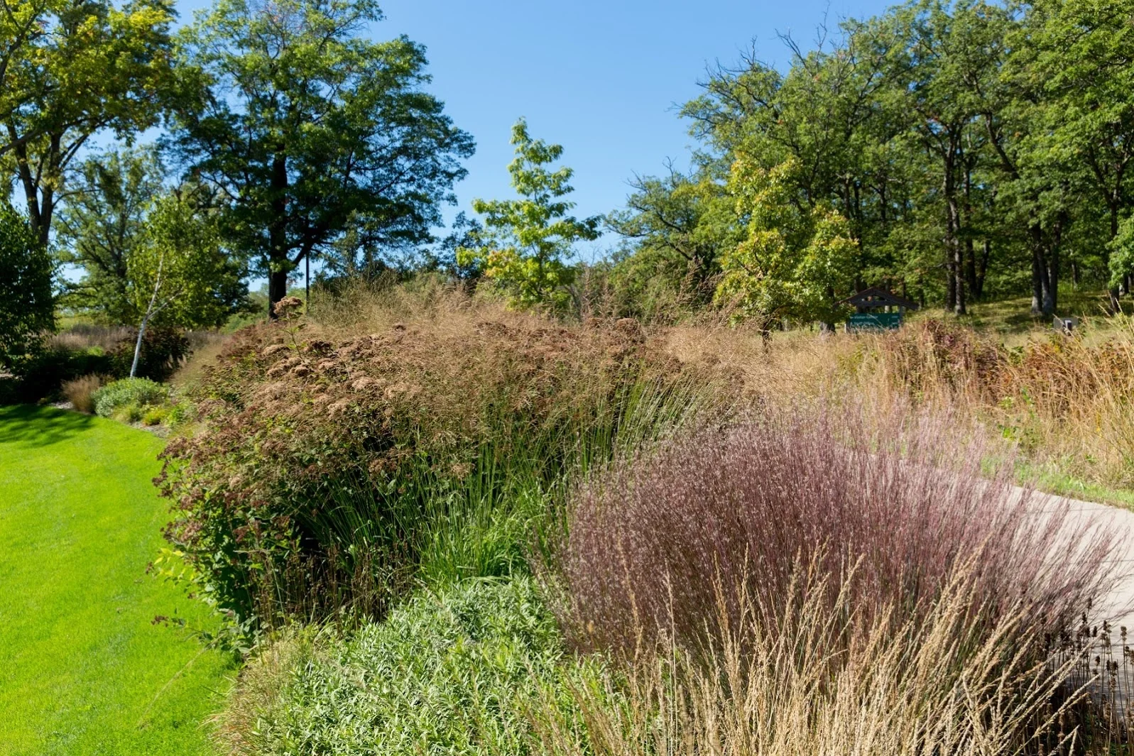 Blue Heaven Little Bluestem 4 Blue Heaven Little Bluestem