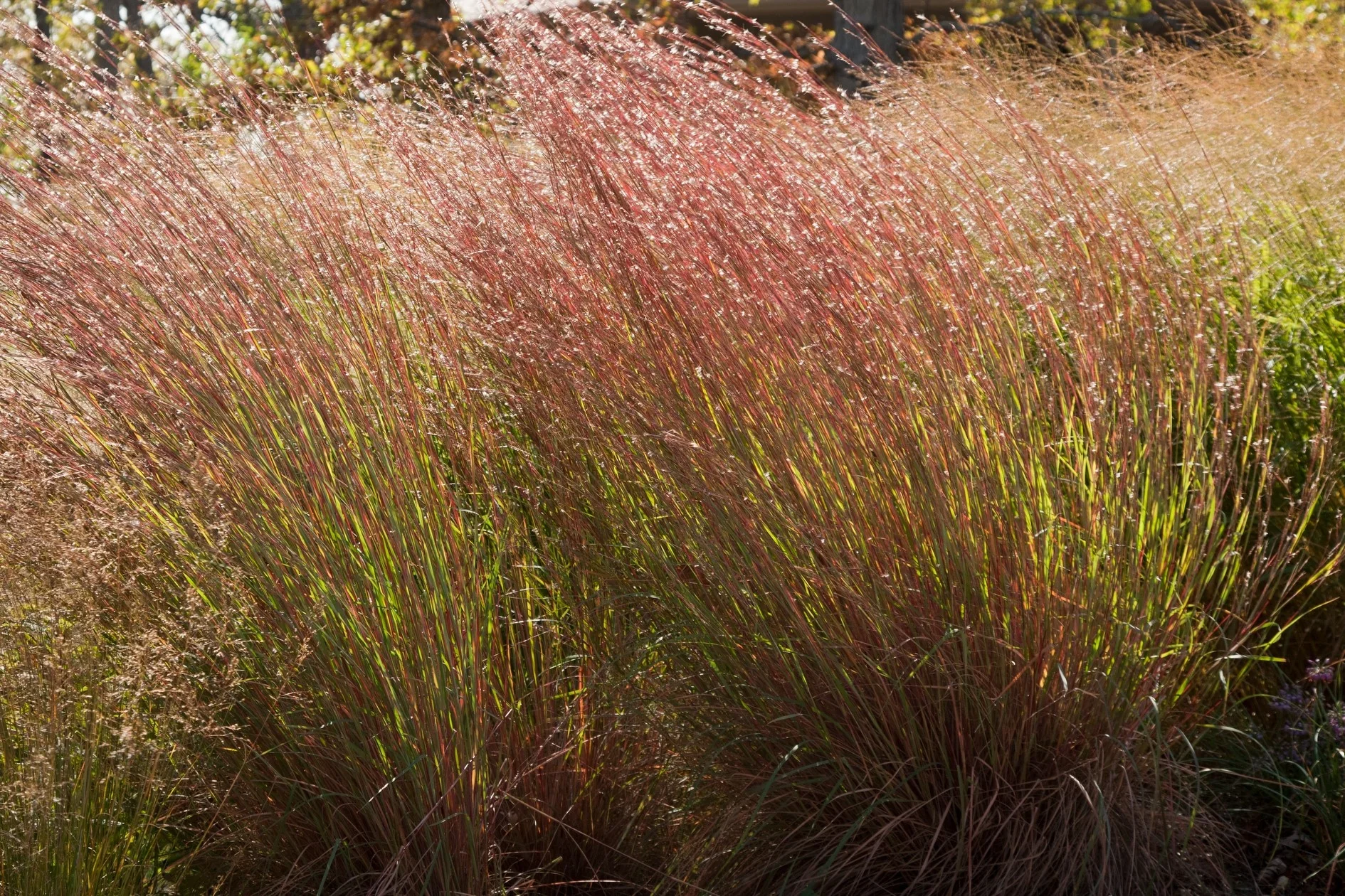 Blue Heaven Little Bluestem 5 Blue Heaven Little Bluestem