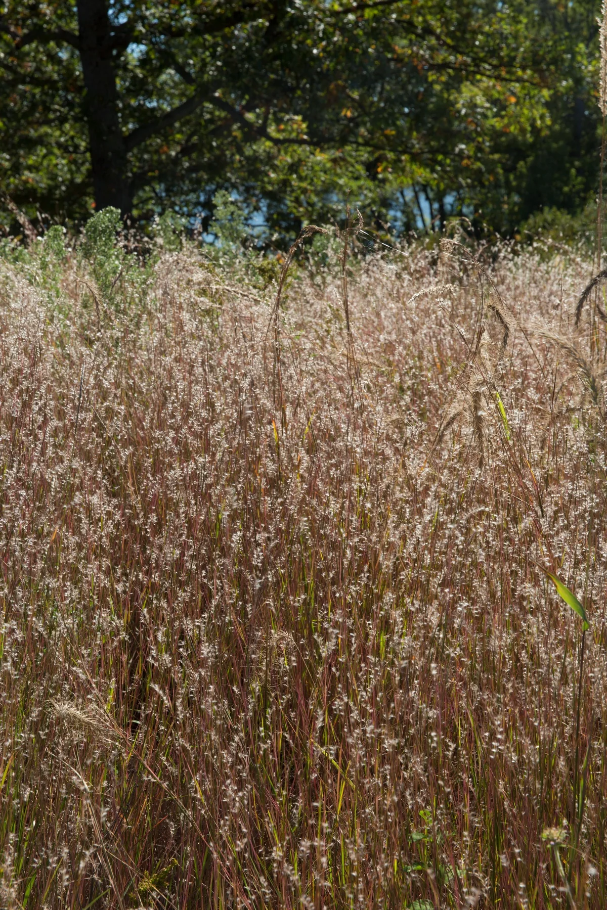 Blue Heaven Little Bluestem 6 Blue Heaven Little Bluestem