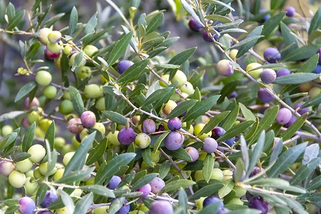 Arbequina Fruiting Olive 1 Arbequina Fruiting Olive