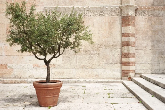 Arbequina Fruiting Olive 2 Arbequina Fruiting Olive