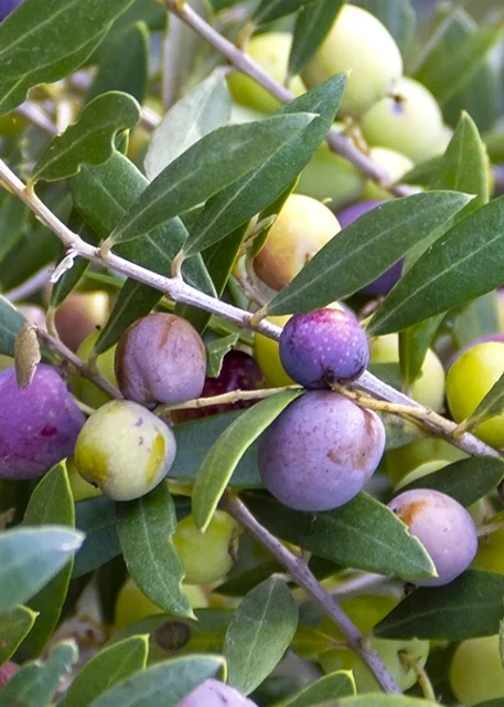 Arbequina Fruiting Olive 3 Arbequina Fruiting Olive