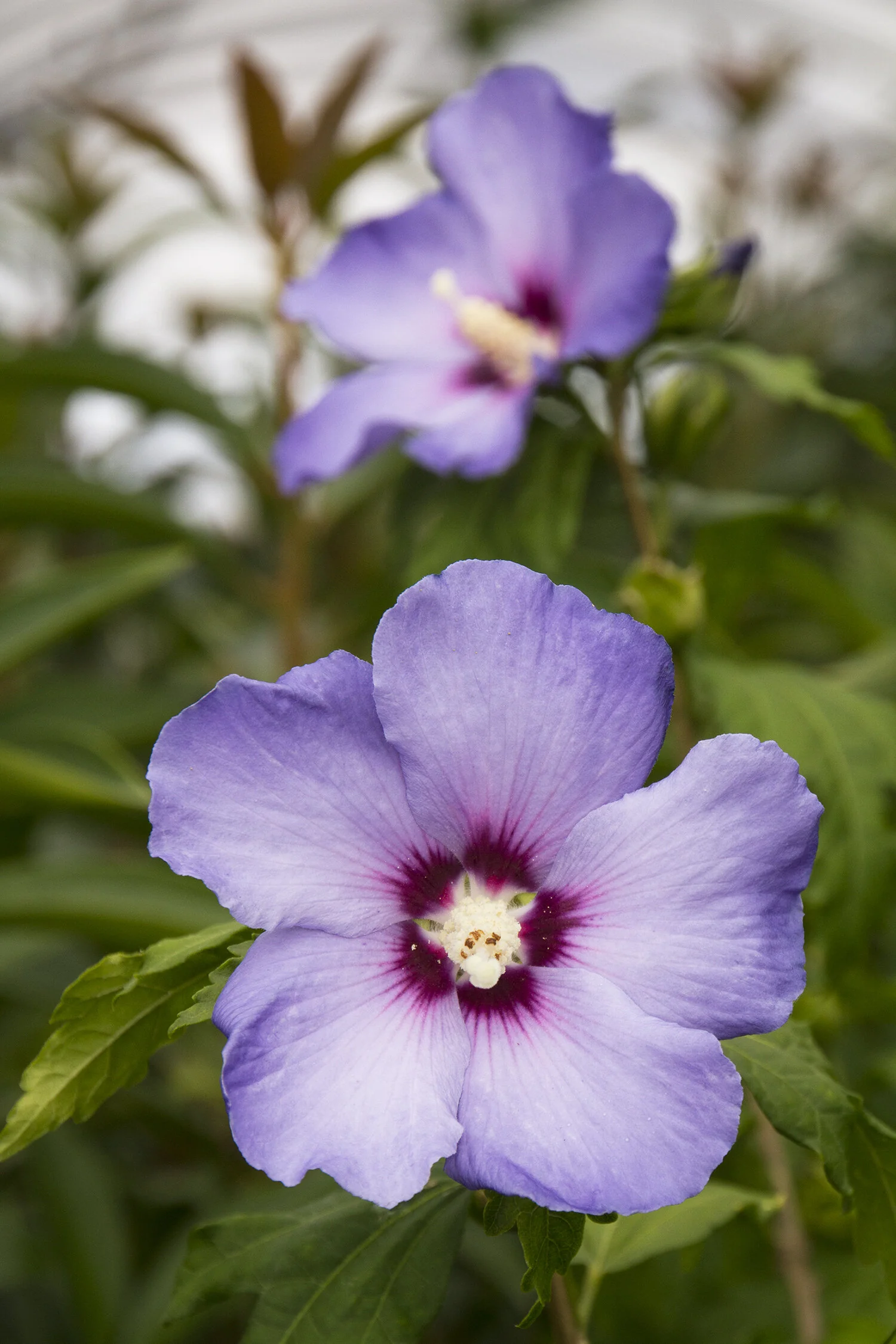 Blue Bird Rose of Sharon 4 Blue Bird Rose of Sharon