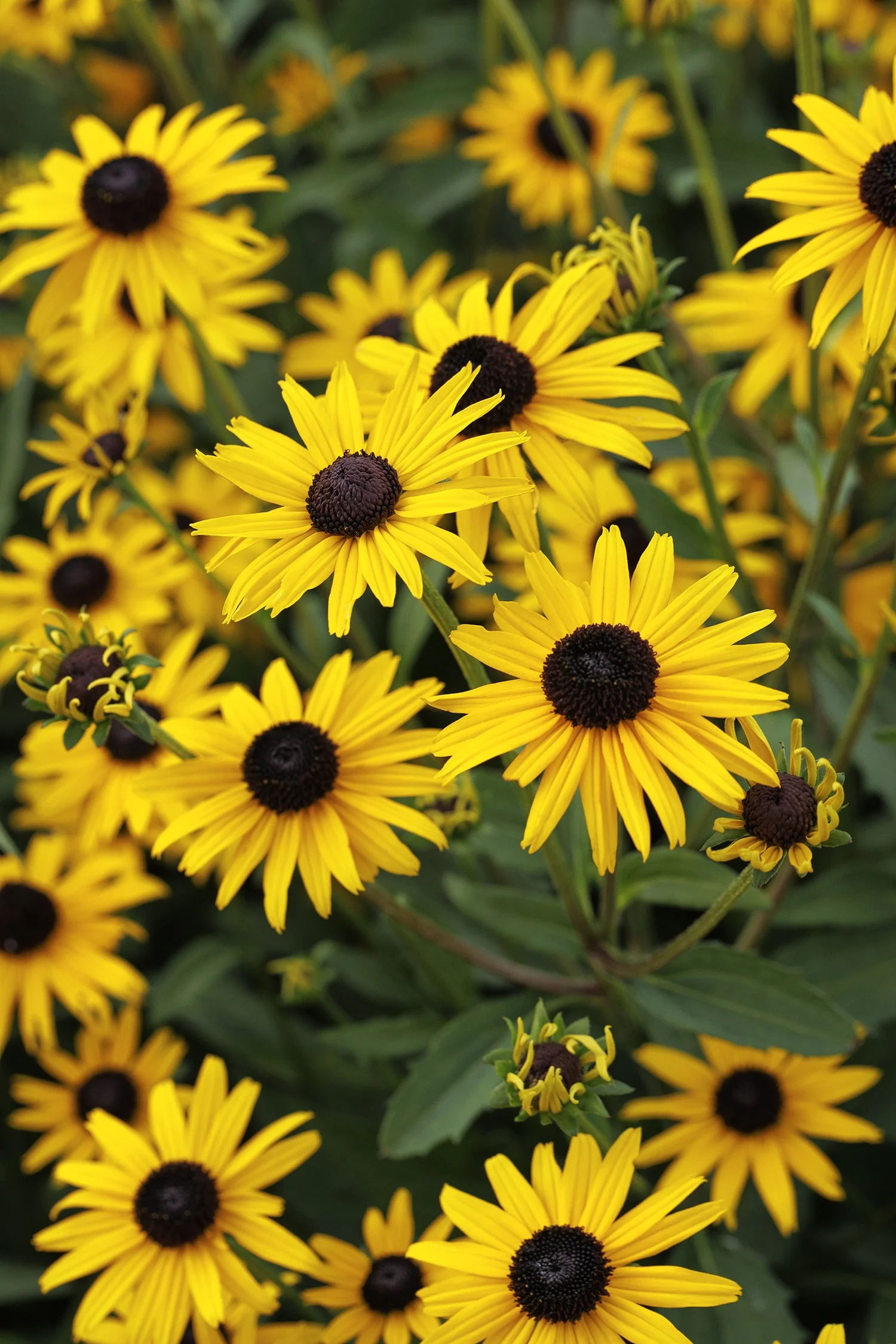 Early Bird Gold Black-Eyed Susan 11 Early Bird Gold Black-Eyed Susan