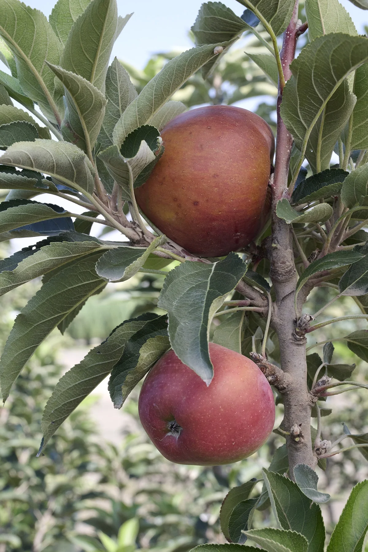 Red Delicious Apple 3 Red Delicious Apple