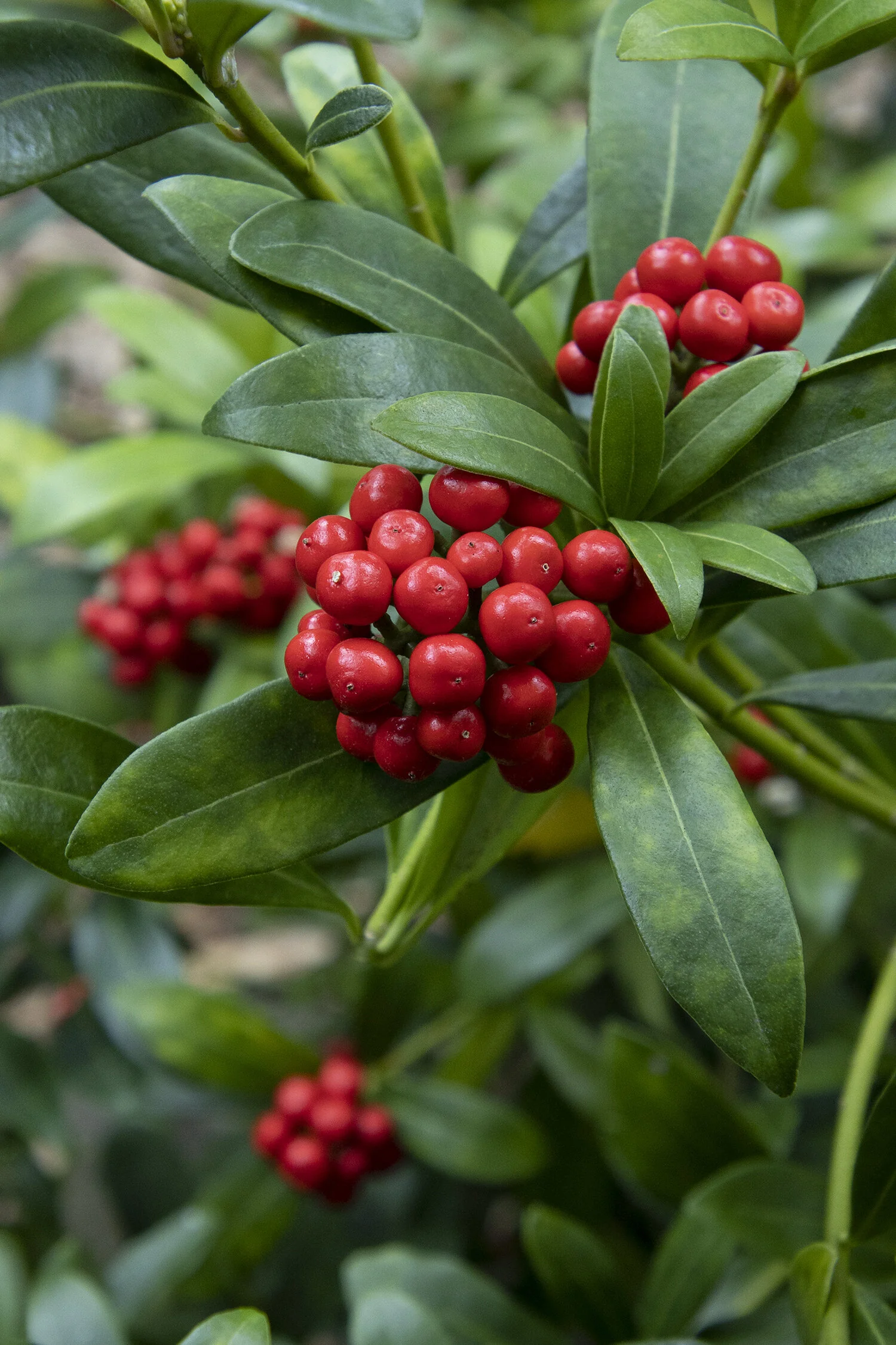 Japanese Skimmia (Female)