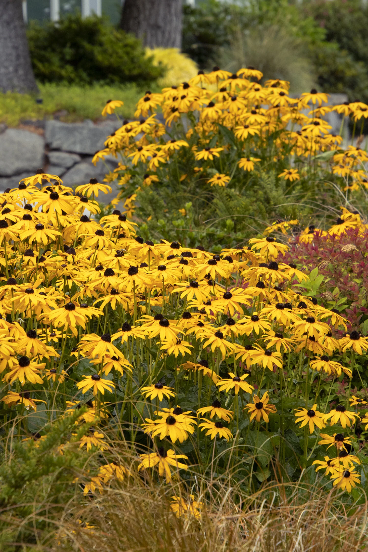 Goldsturm Black-Eyed Susan 1 Goldsturm Black-Eyed Susan