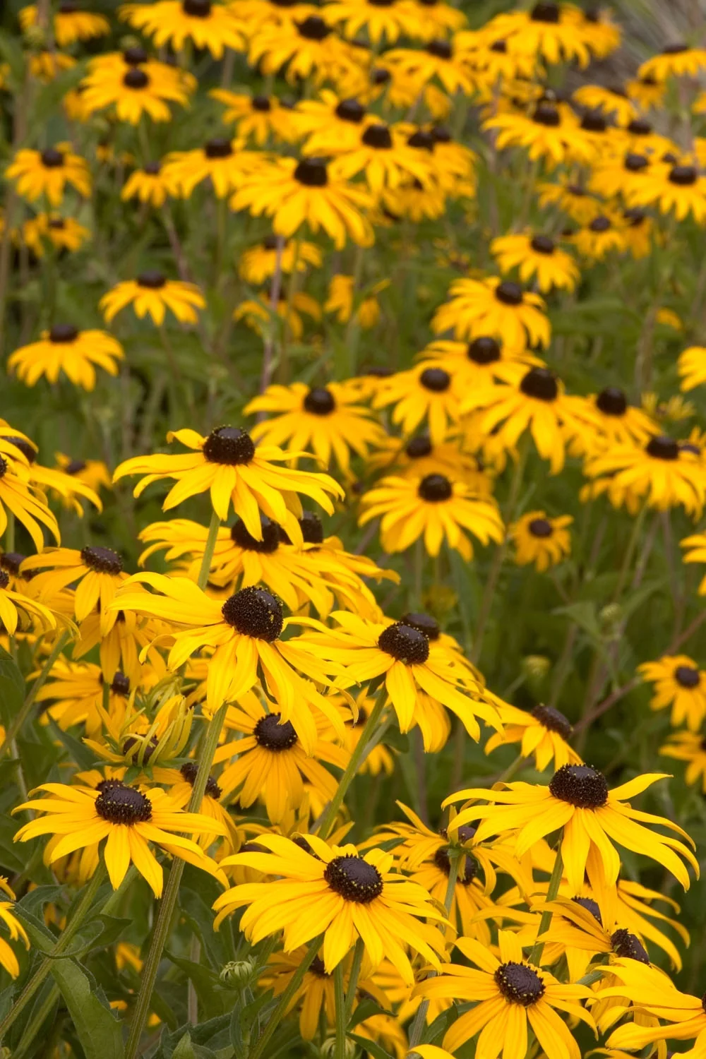 Goldsturm Black-Eyed Susan 2 Goldsturm Black-Eyed Susan