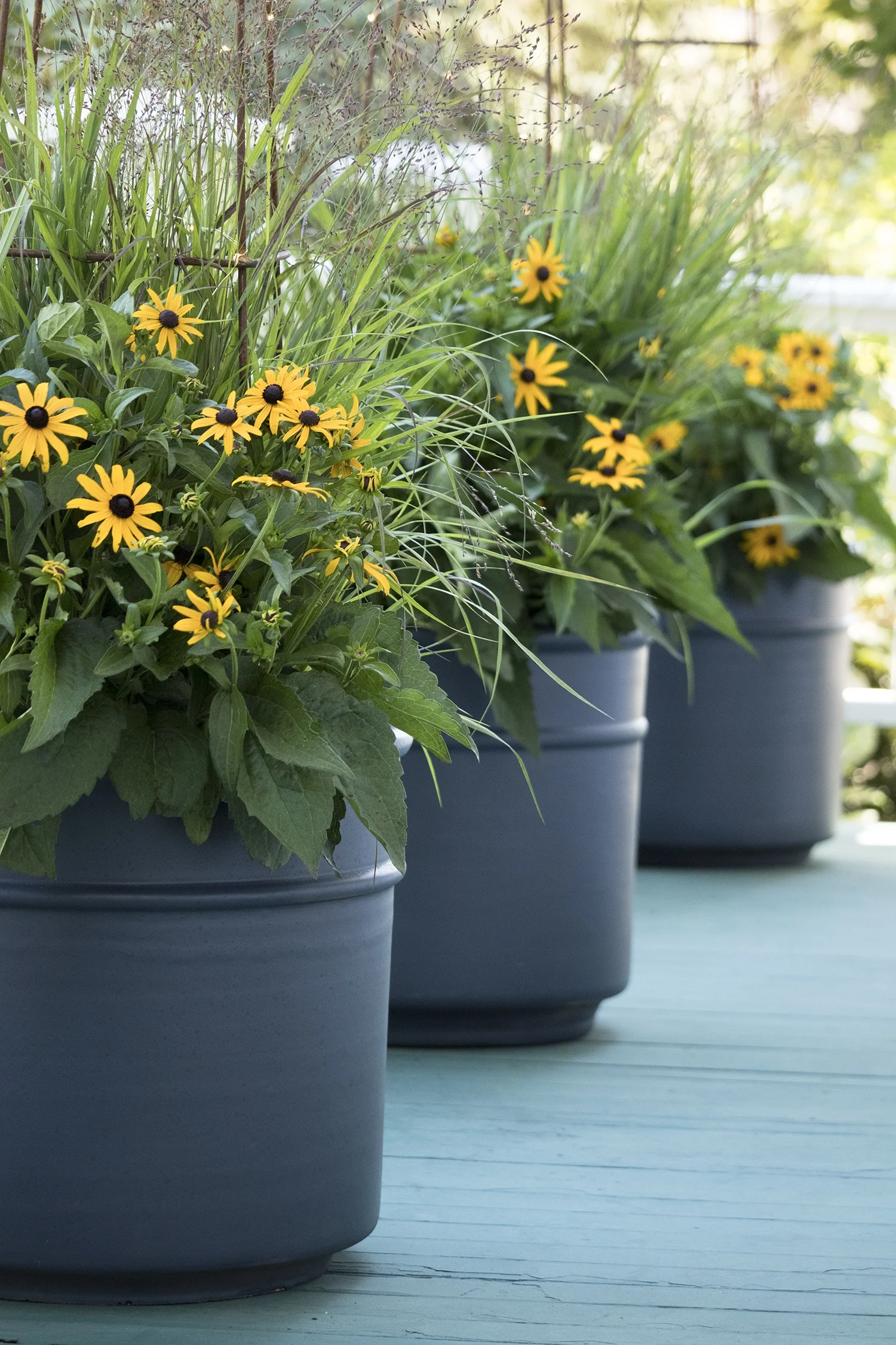 Goldsturm Black-Eyed Susan 5 Goldsturm Black-Eyed Susan