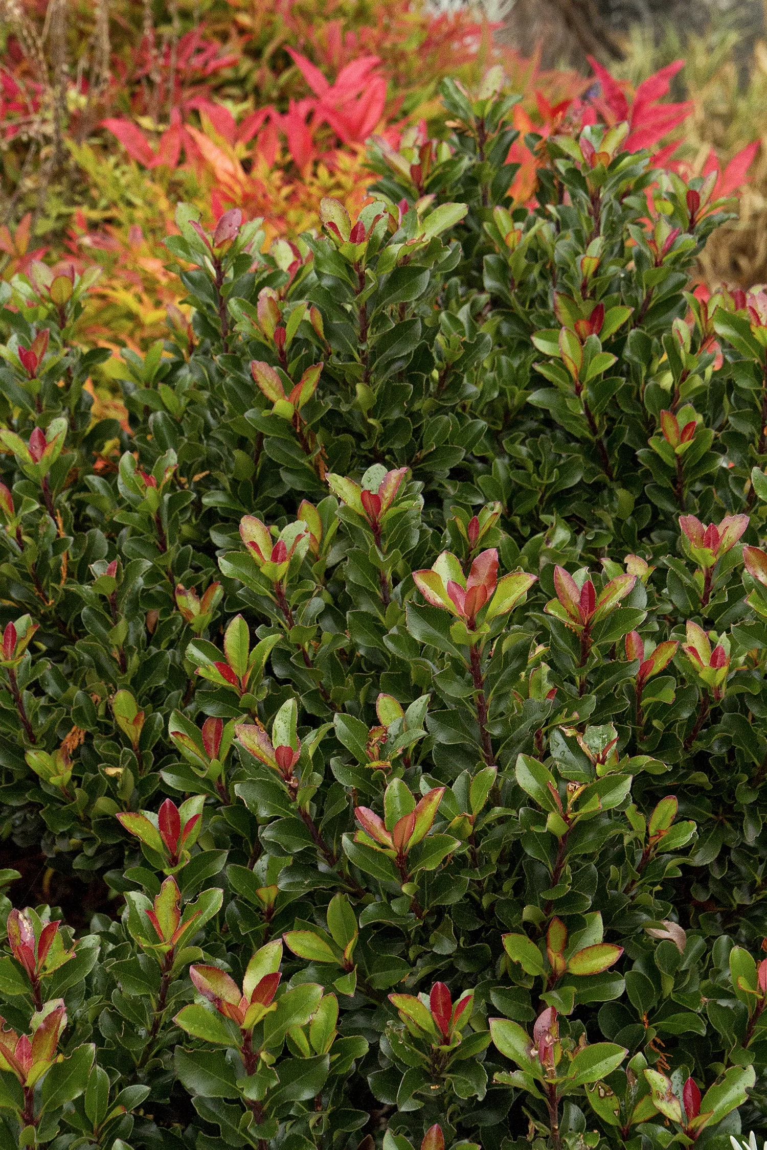 Dwarf Yedda Hawthorn 5 Dwarf Yedda Hawthorn