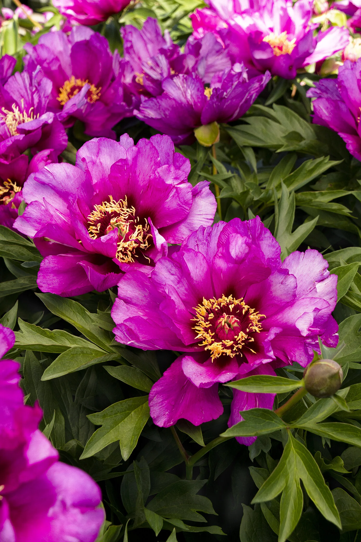 Morning Lilac Itoh Peony 3 Morning Lilac Itoh Peony