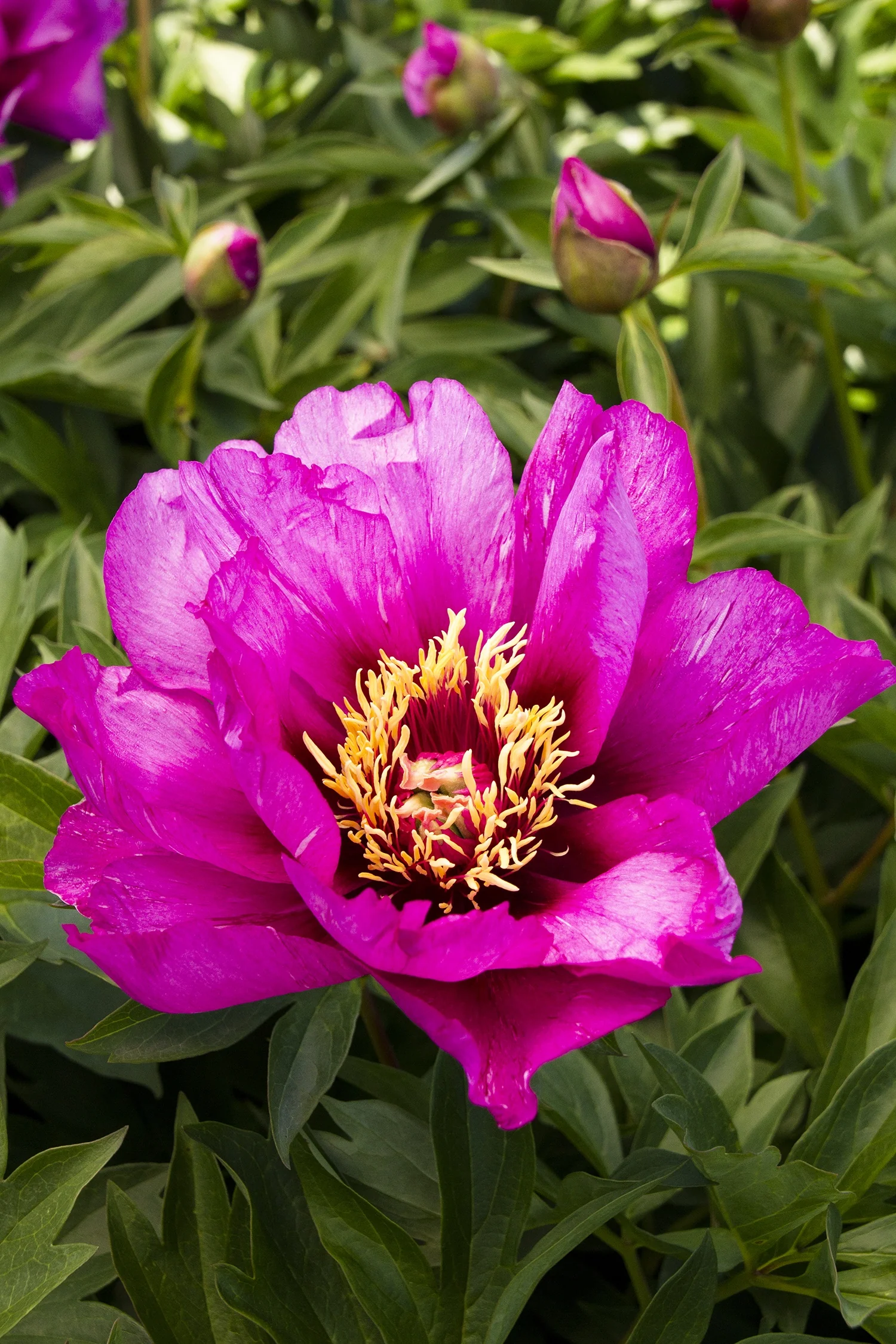 Morning Lilac Itoh Peony 2 Morning Lilac Itoh Peony