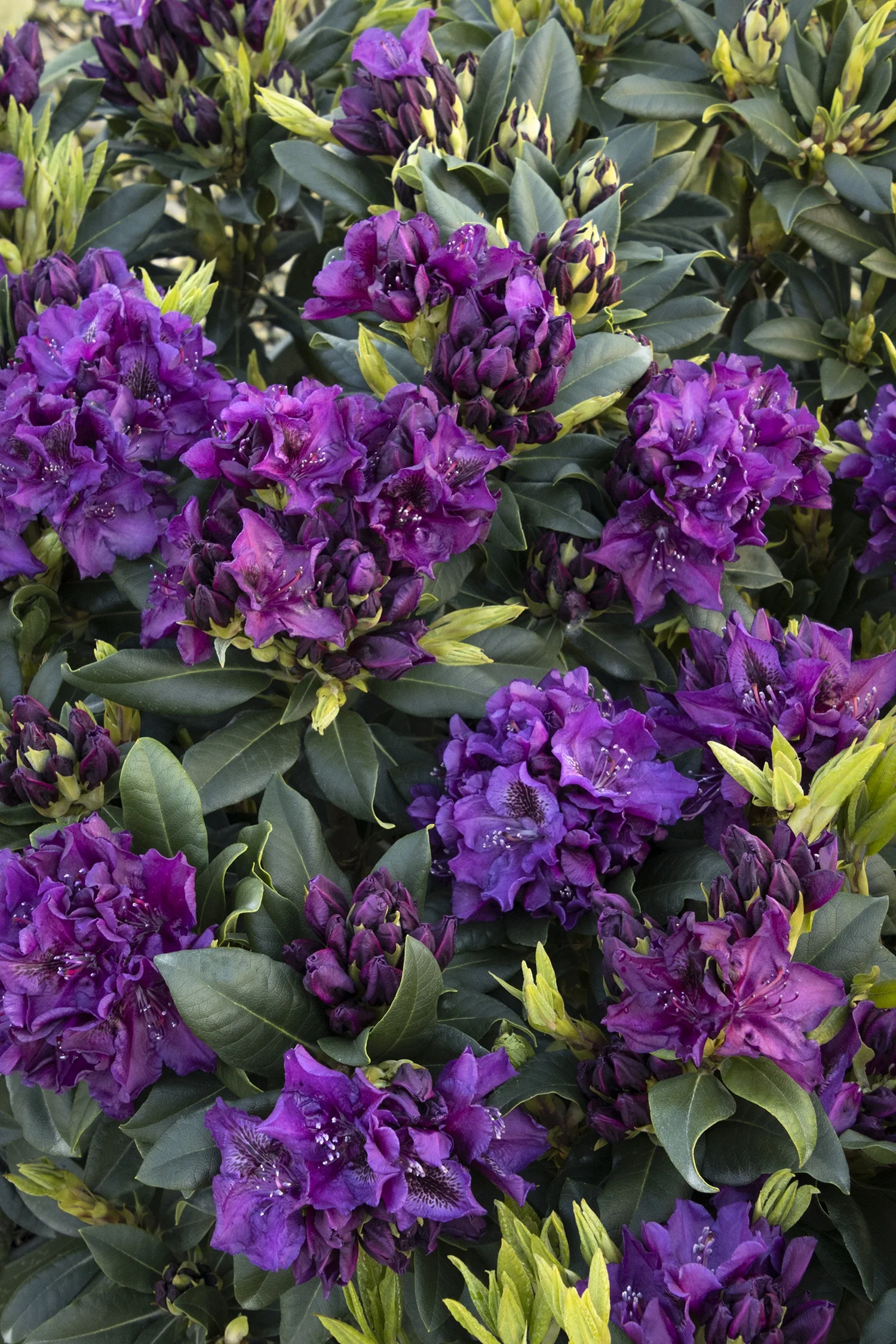 Edith Bosley Rhododendron 4 Edith Bosley Rhododendron