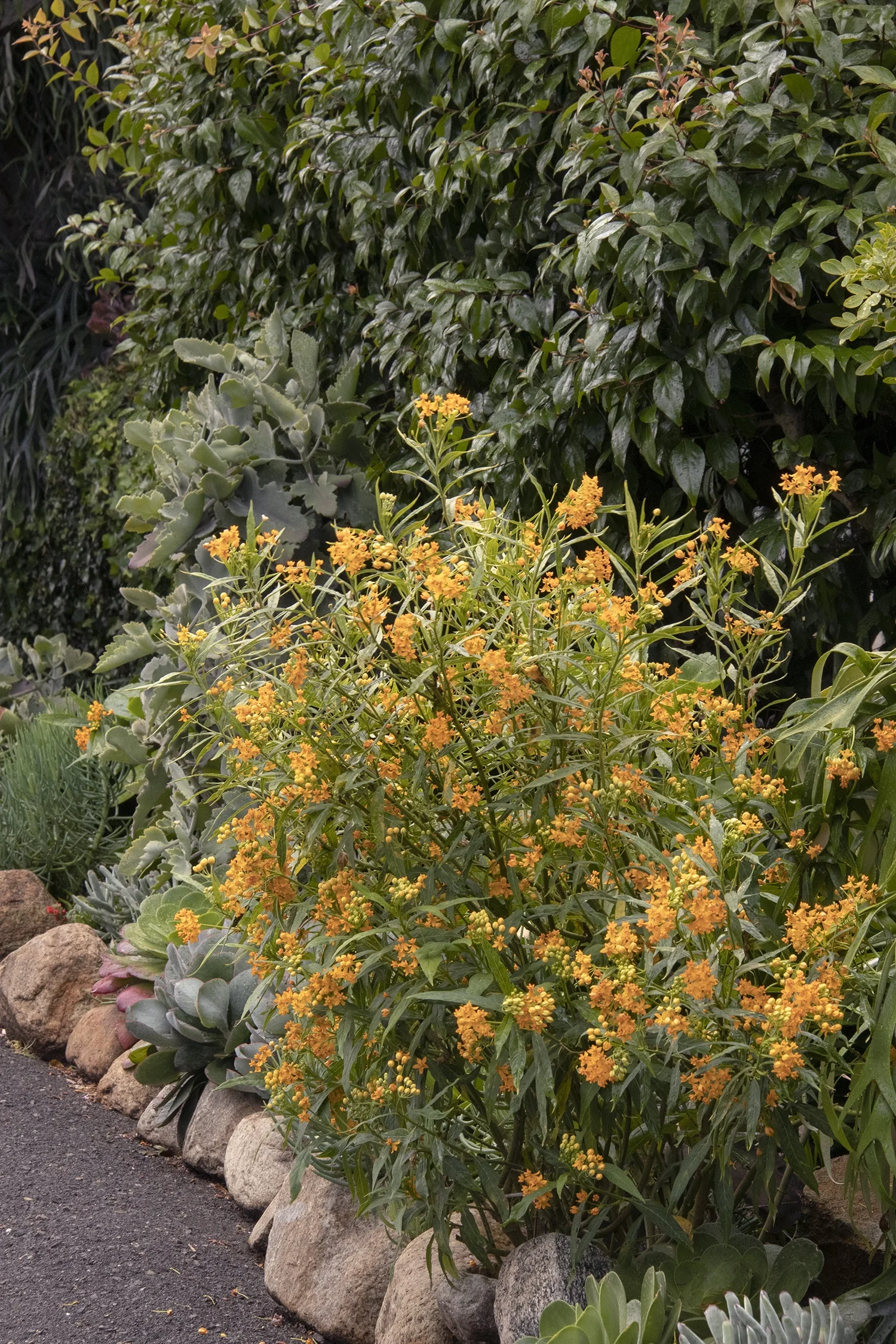 Silky Gold Tropical Milkweed 2 Silky Gold Tropical Milkweed