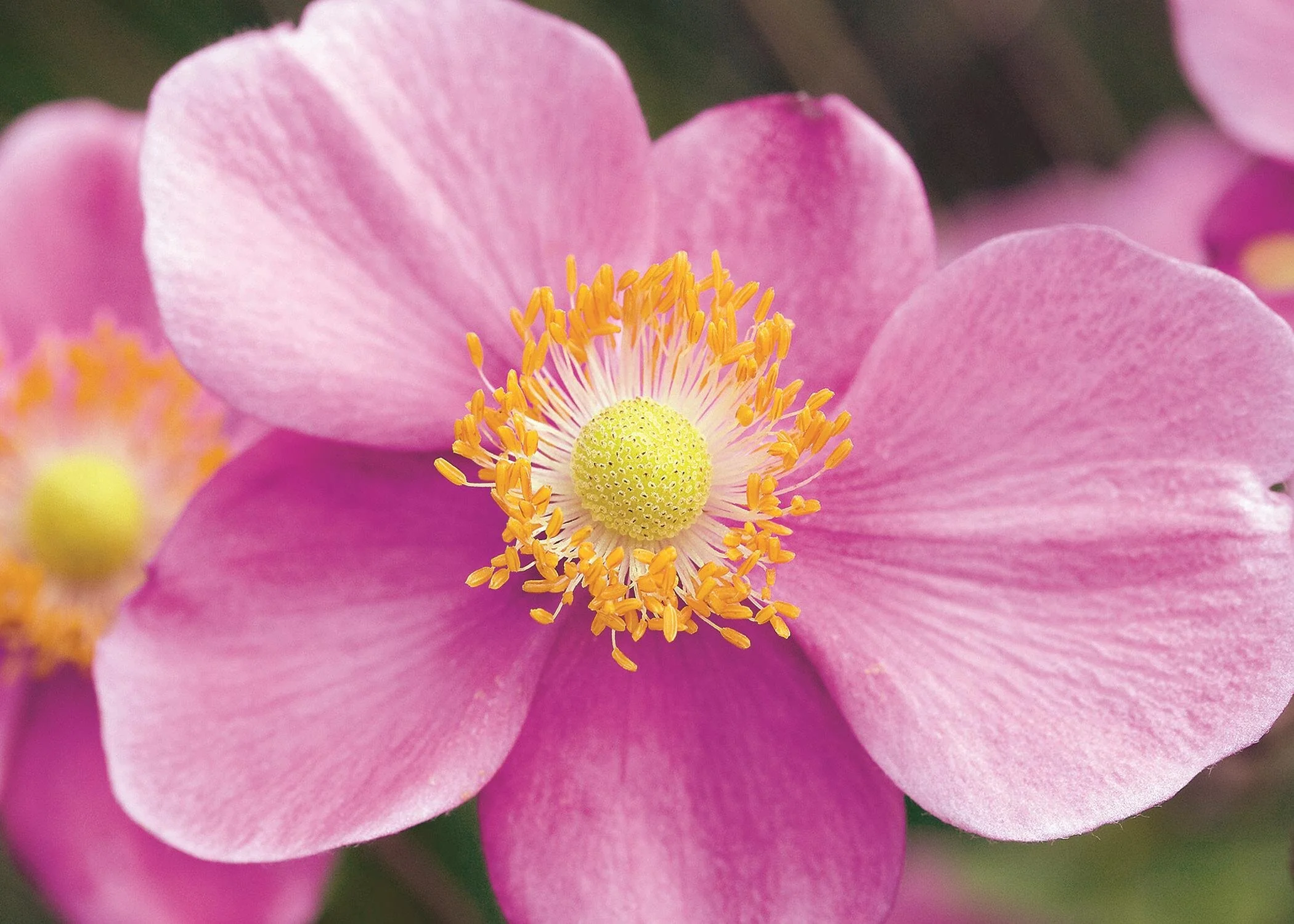 September Charm Japanese Anemone