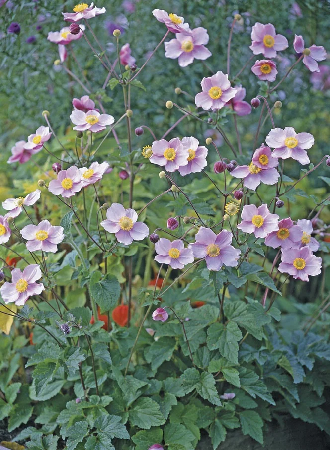 September Charm Japanese Anemone 2 September Charm Japanese Anemone