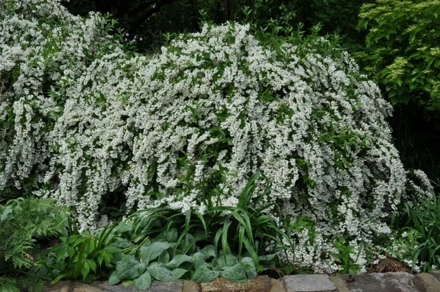 Miniature Snowflake Mock Orange 1 Miniature Snowflake Mock Orange