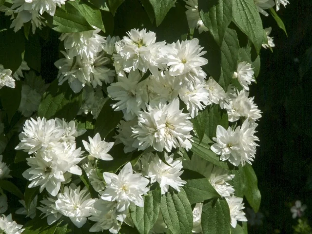 Miniature Snowflake Mock Orange 2 Miniature Snowflake Mock Orange