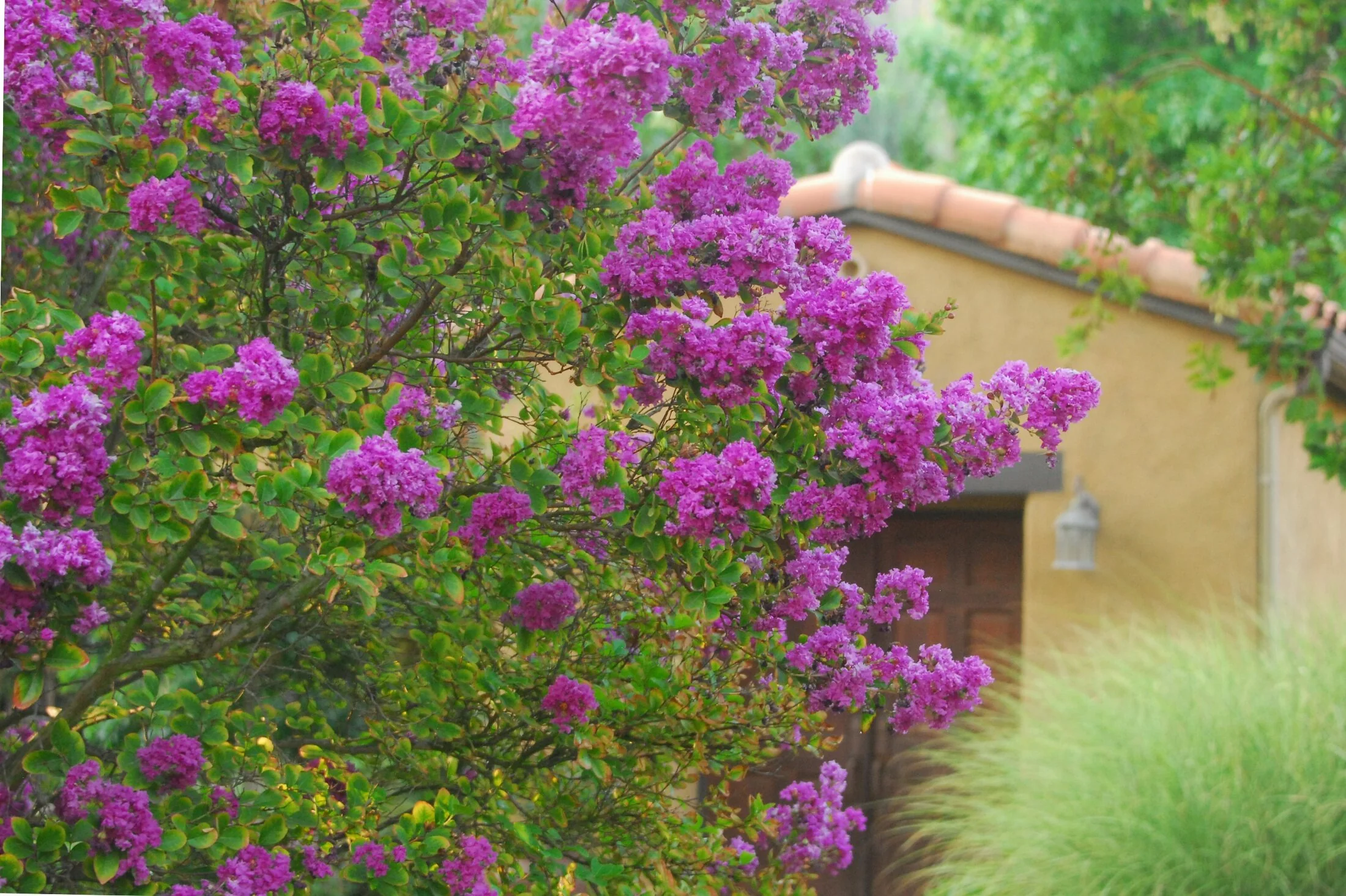 Zuni Crape Myrtle 4 Zuni Crape Myrtle