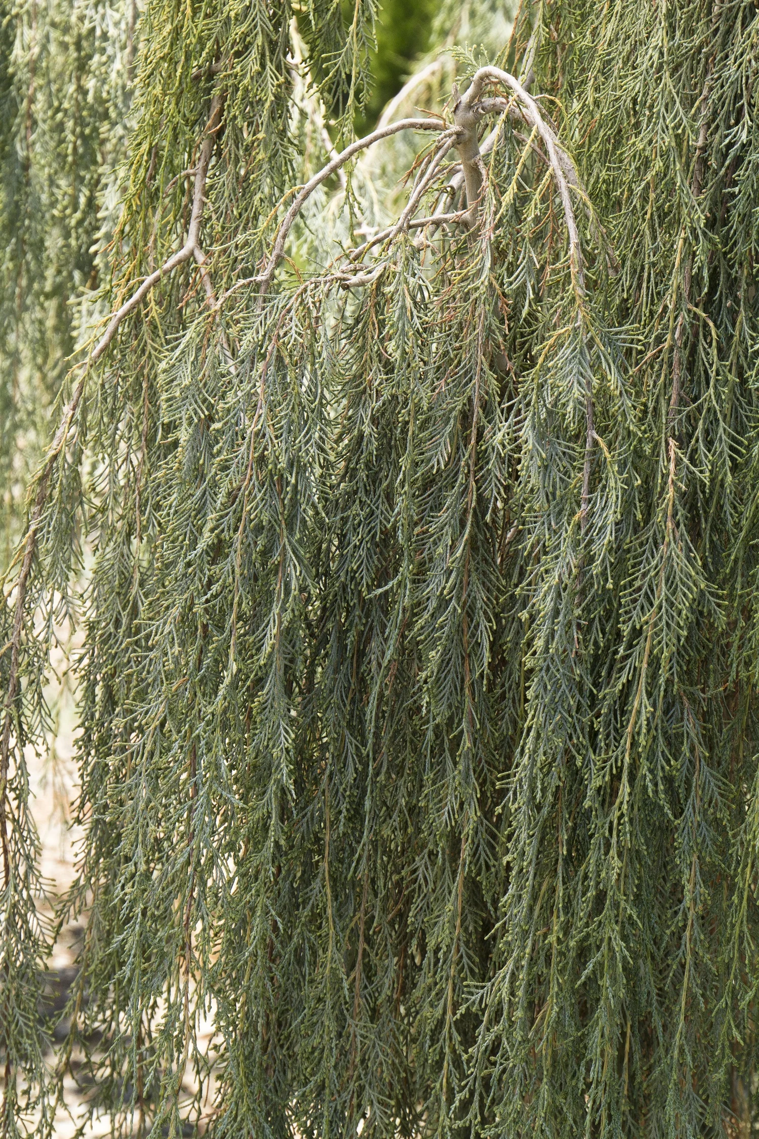 Tolleson's Blue Weeping Juniper