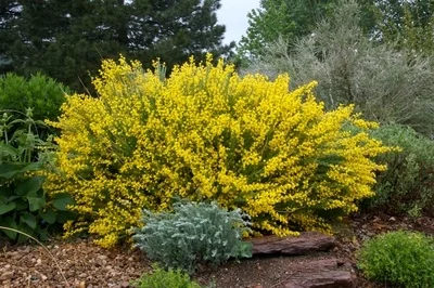 Spanish Gold® Broom