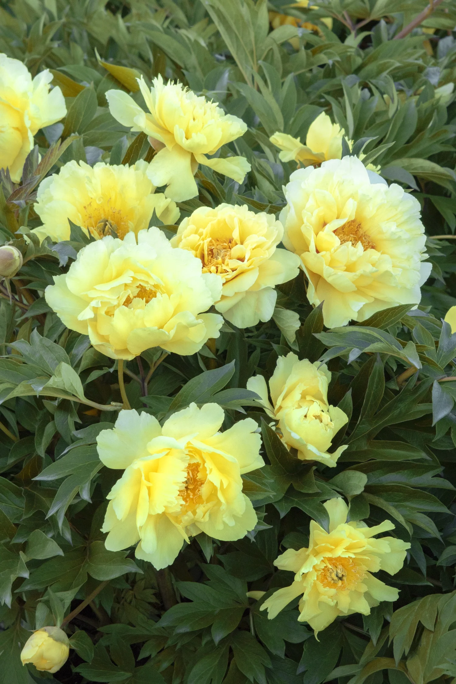 Yumi™ (Beauty) Itoh Peony 1 Yumi™ (Beauty) Itoh Peony