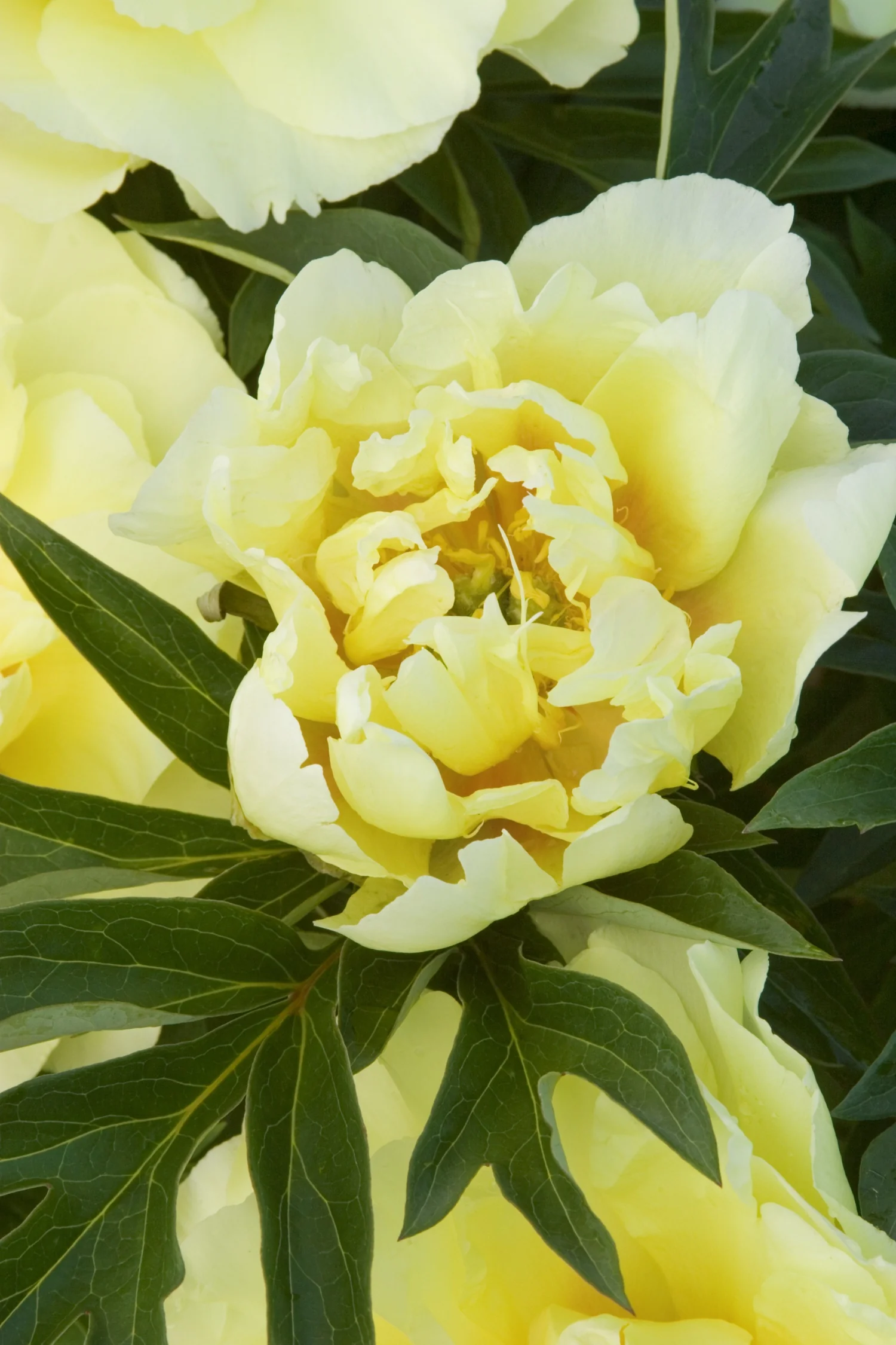 Yumi™ (Beauty) Itoh Peony 2 Yumi™ (Beauty) Itoh Peony