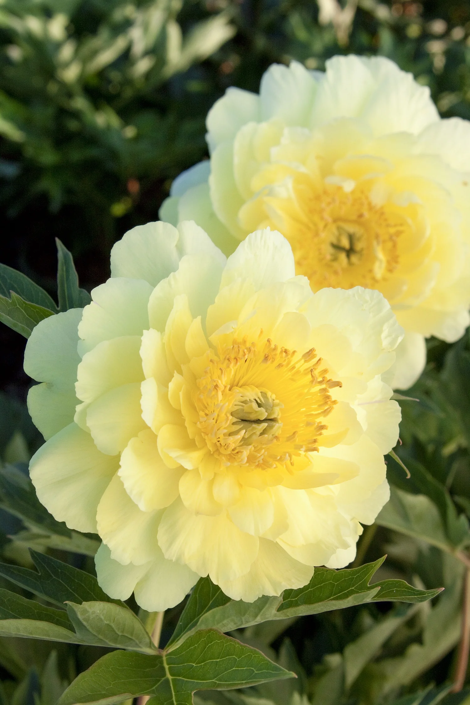 Yumi™ (Beauty) Itoh Peony 3 Yumi™ (Beauty) Itoh Peony