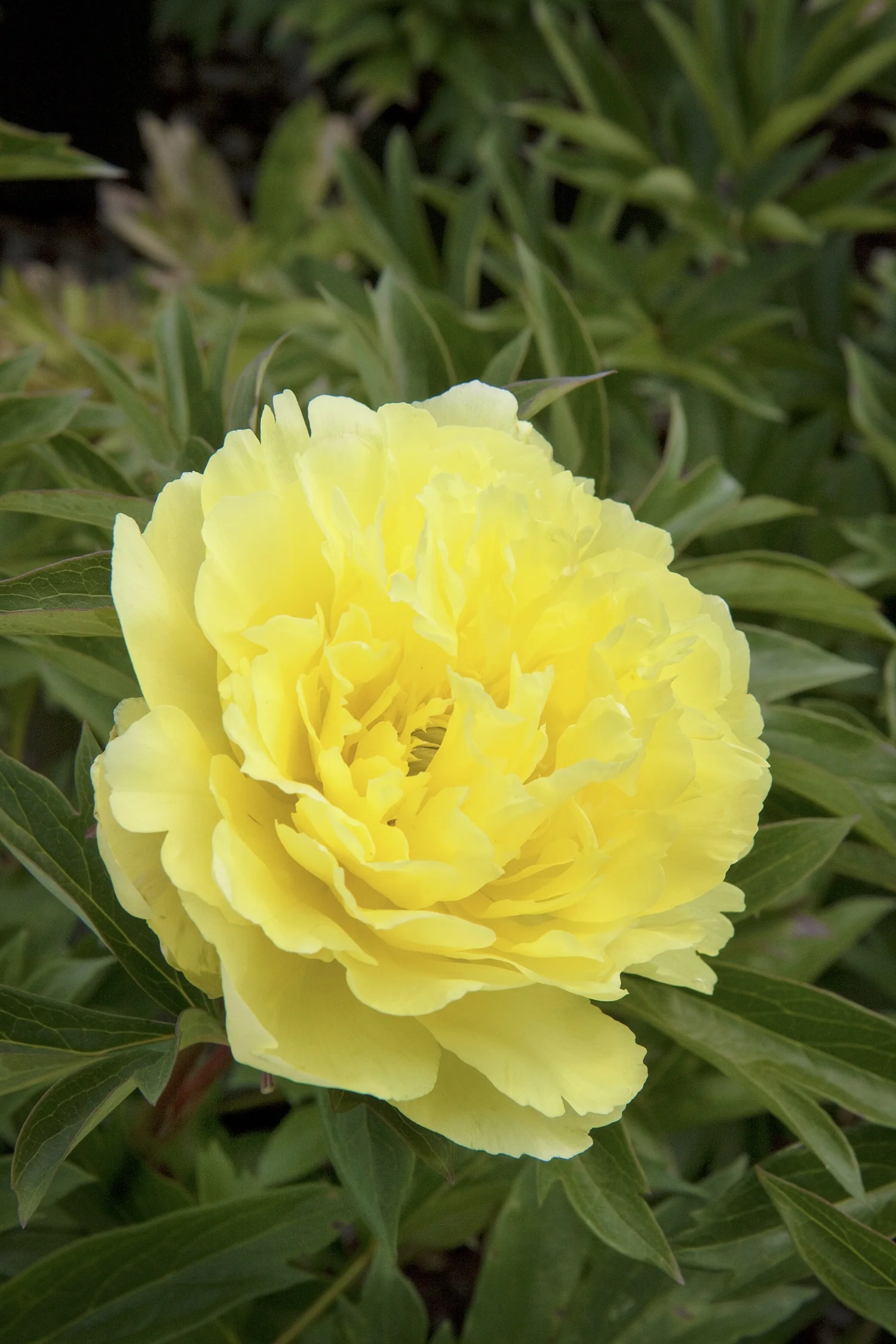 Yumi™ (Beauty) Itoh Peony 4 Yumi™ (Beauty) Itoh Peony