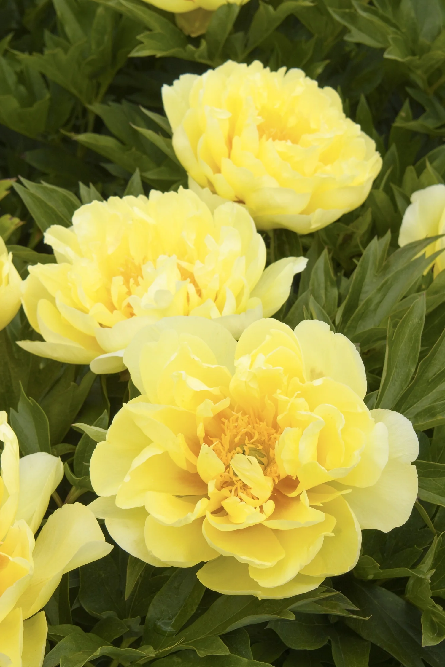 Yumi™ (Beauty) Itoh Peony 5 Yumi™ (Beauty) Itoh Peony