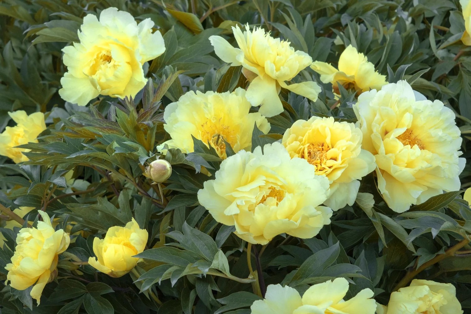 Yumi™ (Beauty) Itoh Peony 6 Yumi™ (Beauty) Itoh Peony