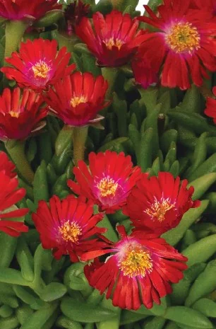 Rock Crystal Candy Red Ice Plant 2 Rock Crystal Candy Red Ice Plant