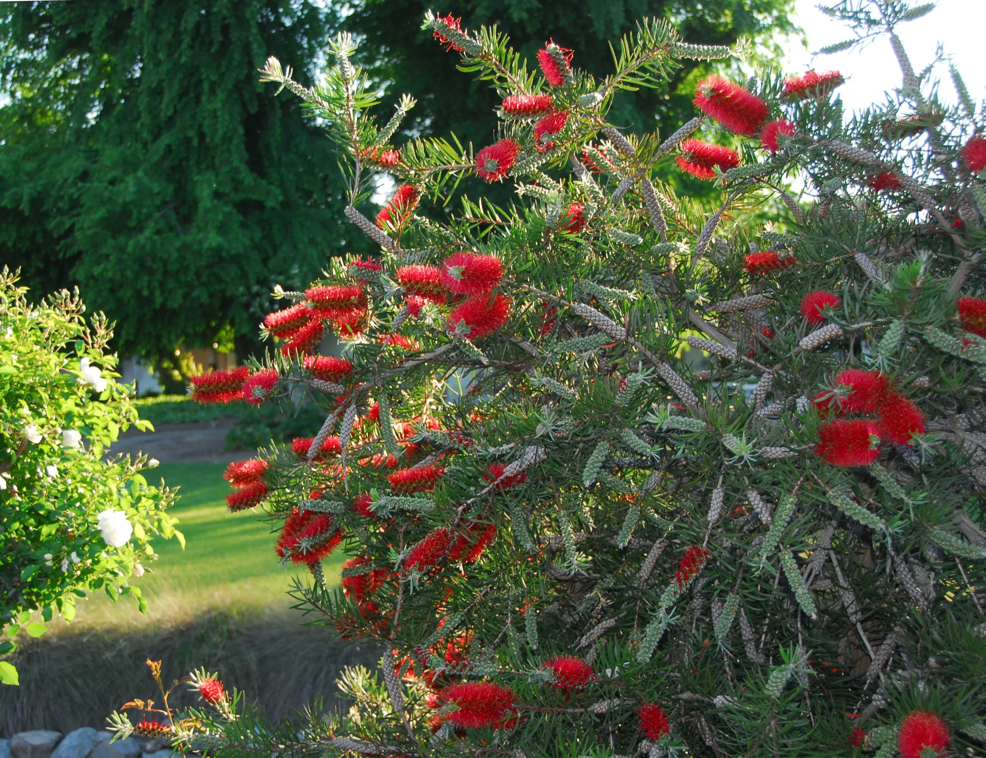 Scarlet Torch™ Bottlebrush