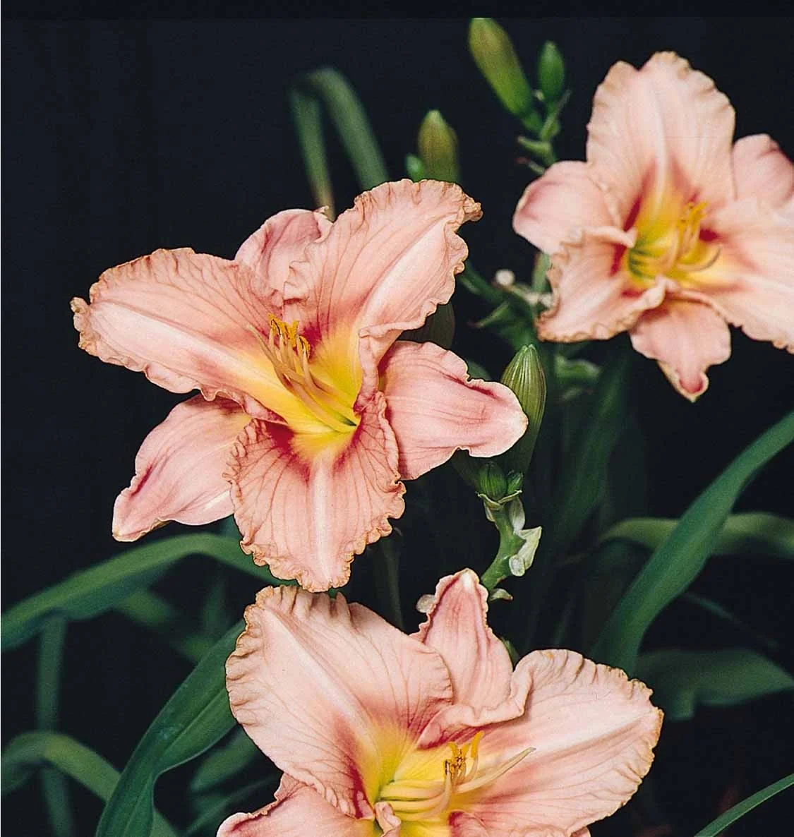 Starburst® Salmon Evergreen Daylily