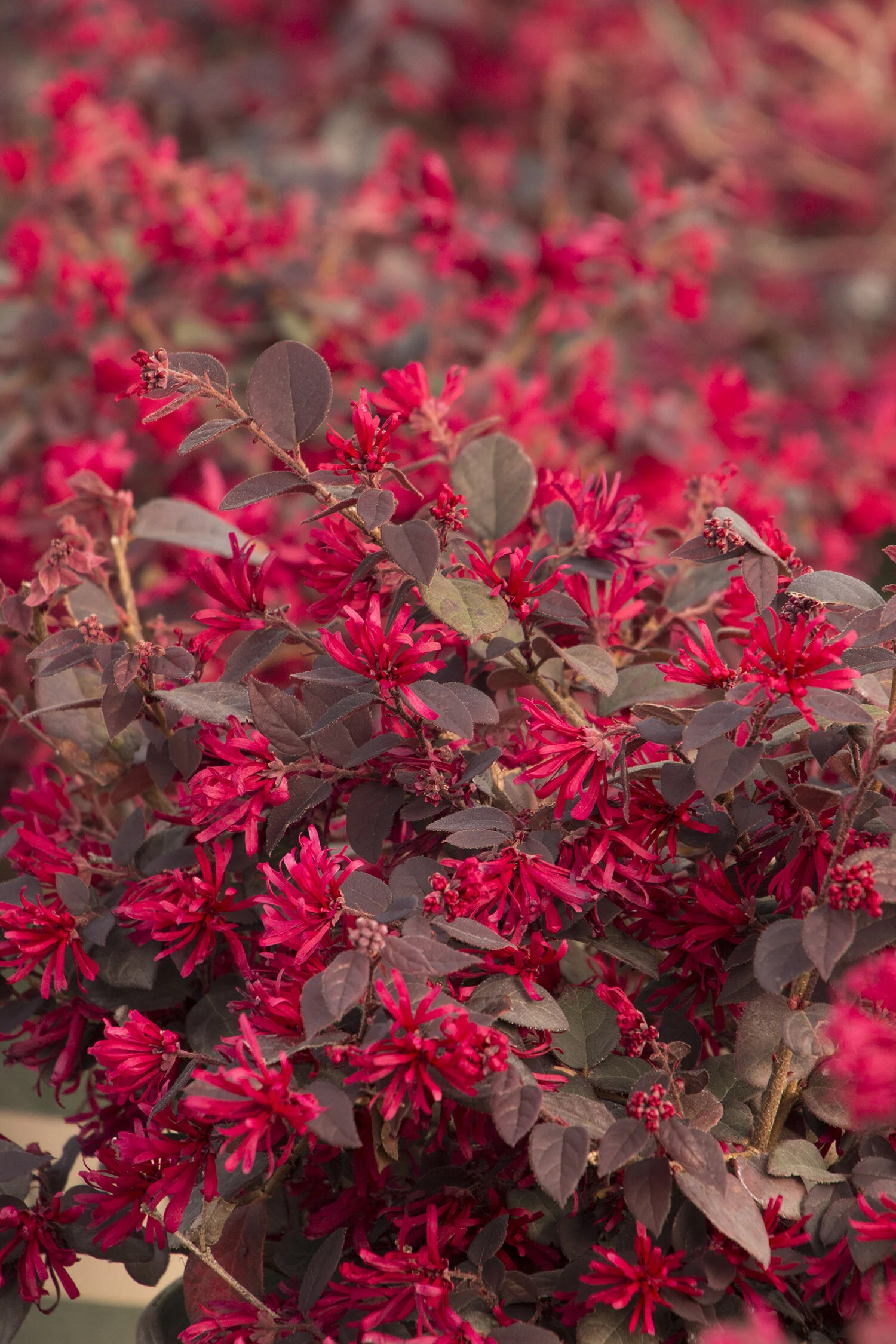 Ever Red® Fringe Flower