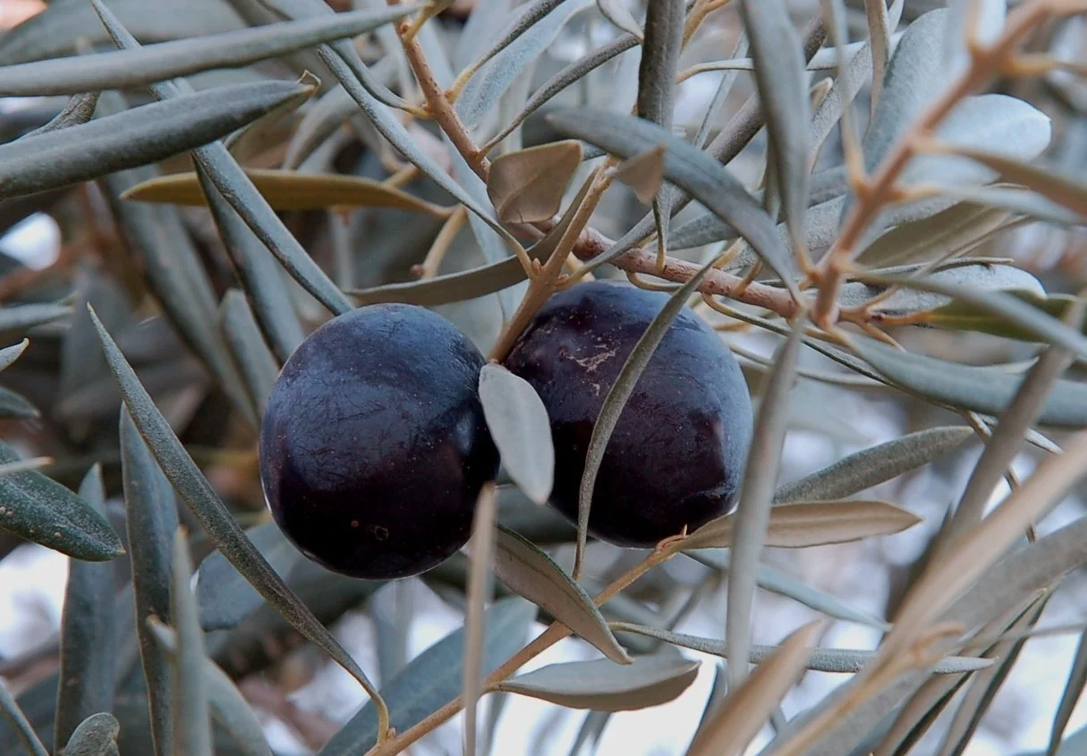 Sevillano Fruiting Olive 1 Sevillano Fruiting Olive