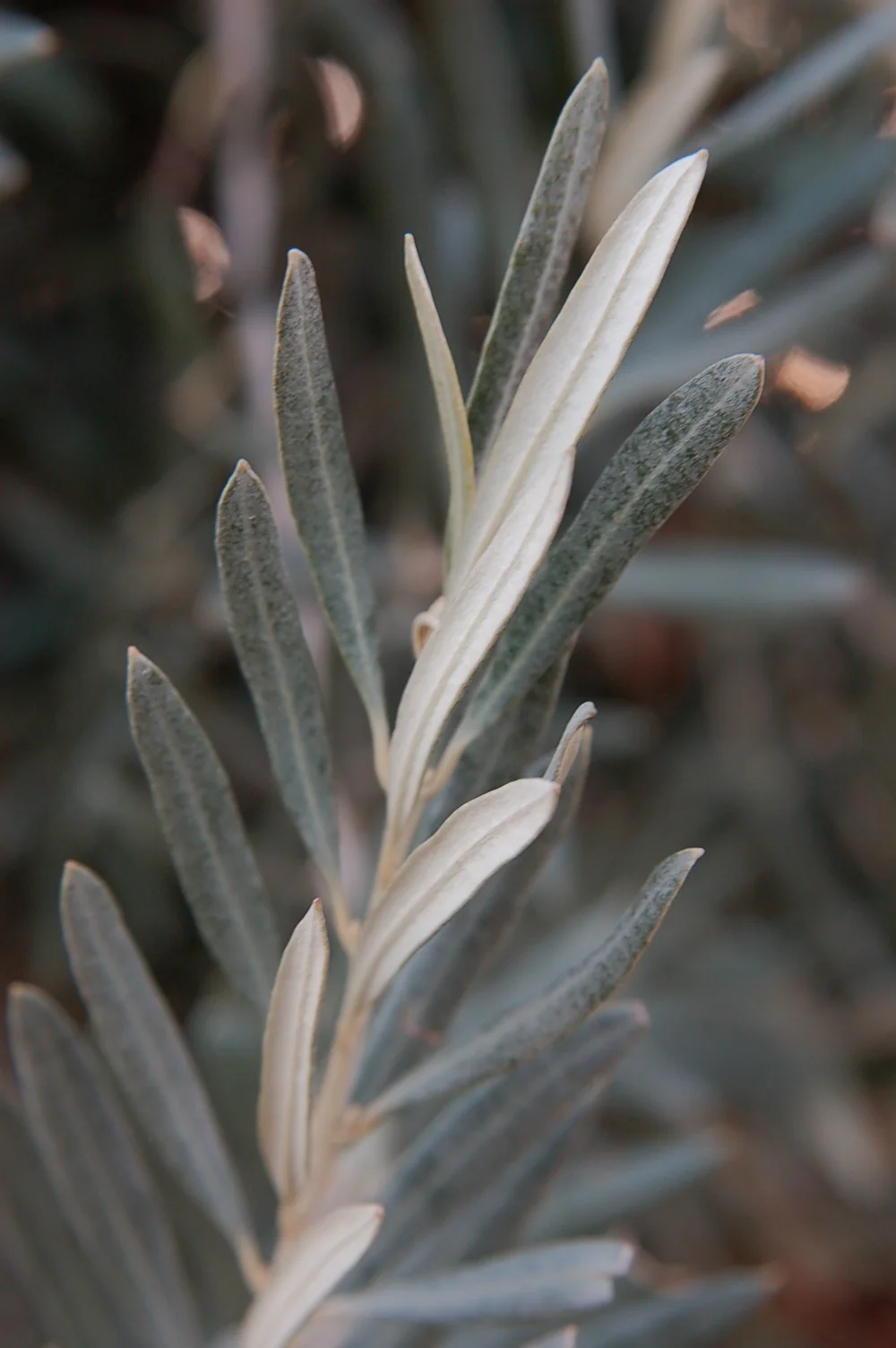 Sevillano Fruiting Olive 2 Sevillano Fruiting Olive