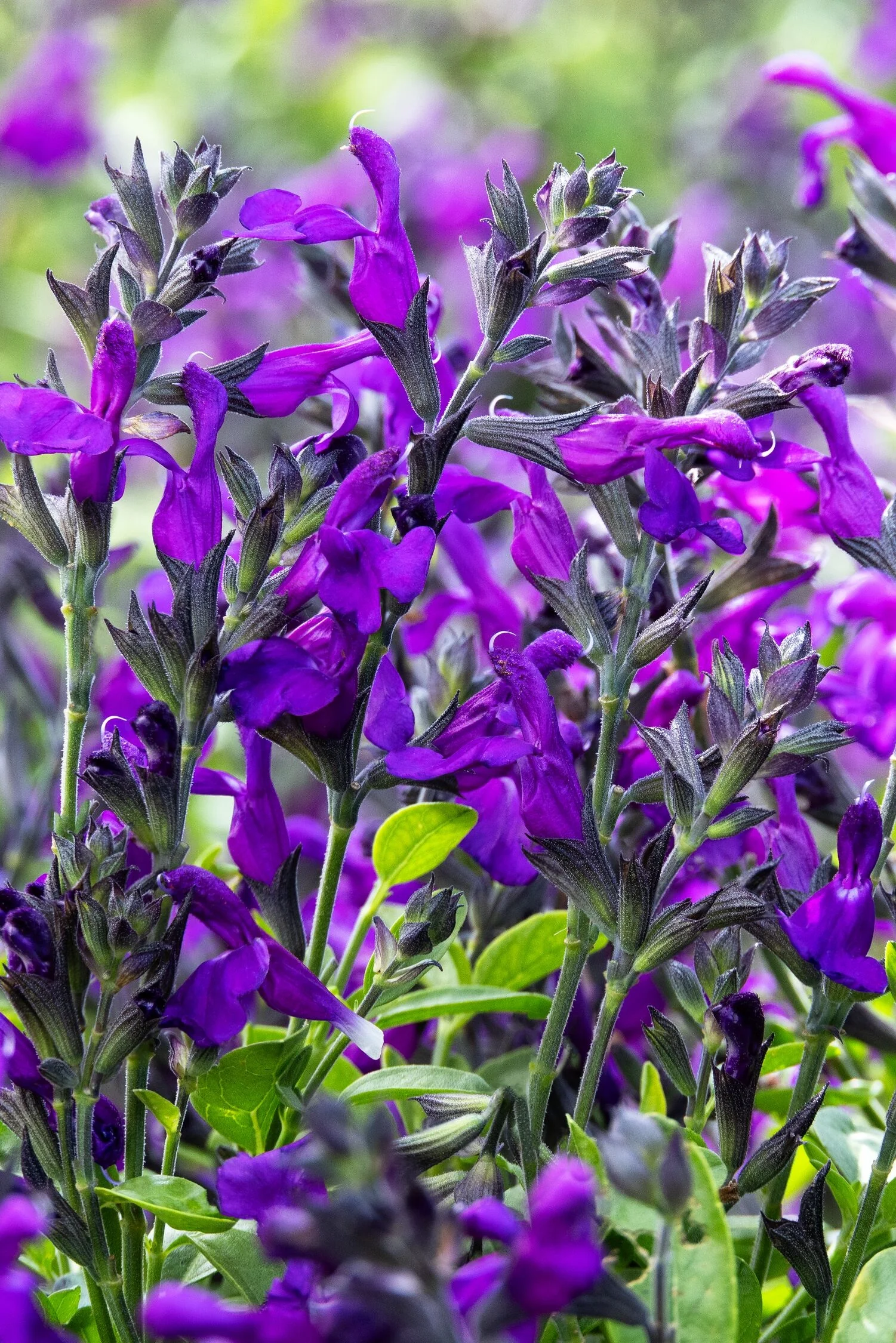 Visional Purple Salvia 4 Visional Purple Salvia