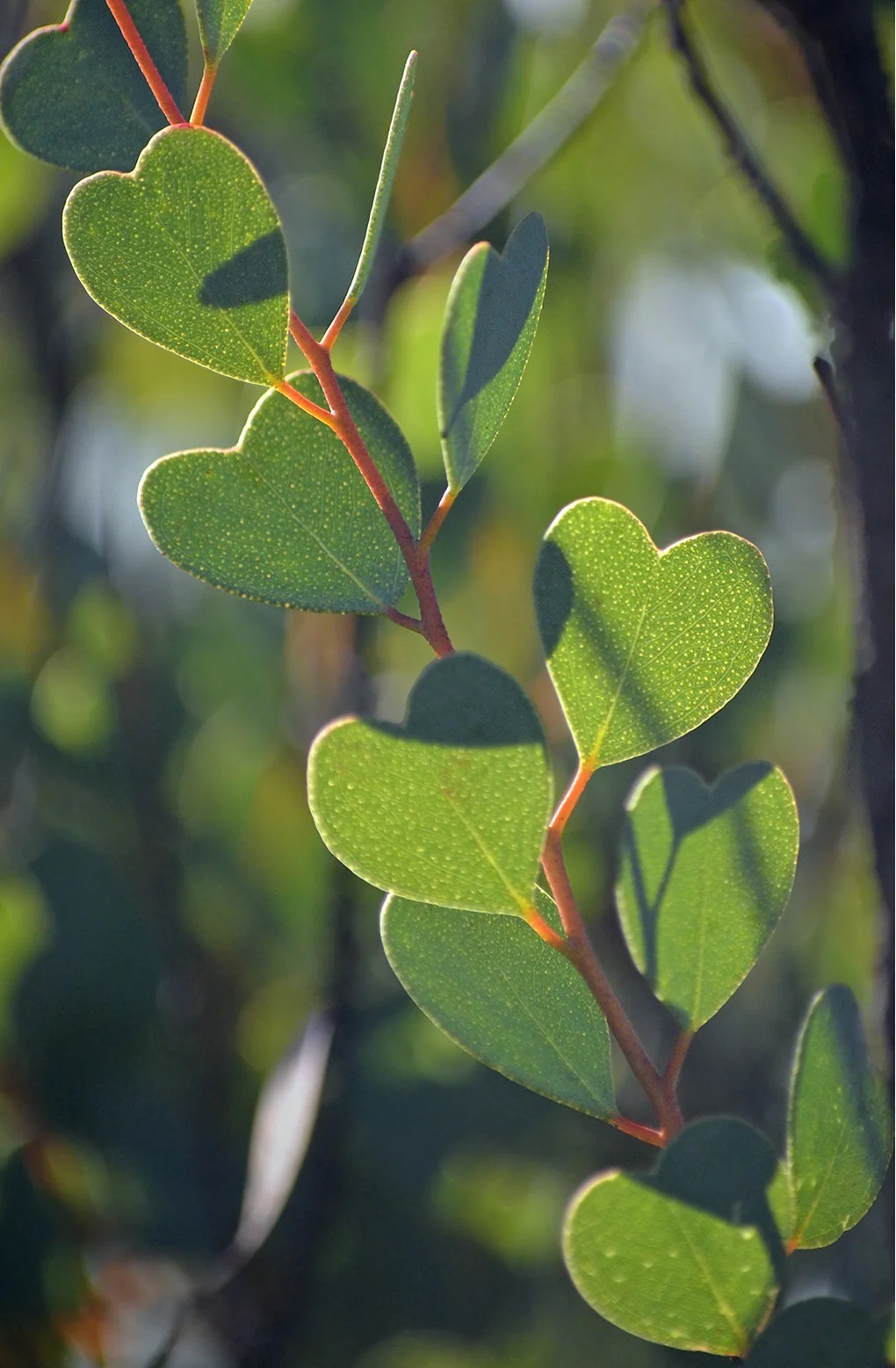 Heart-Leaf Mallee 5 Heart-Leaf Mallee