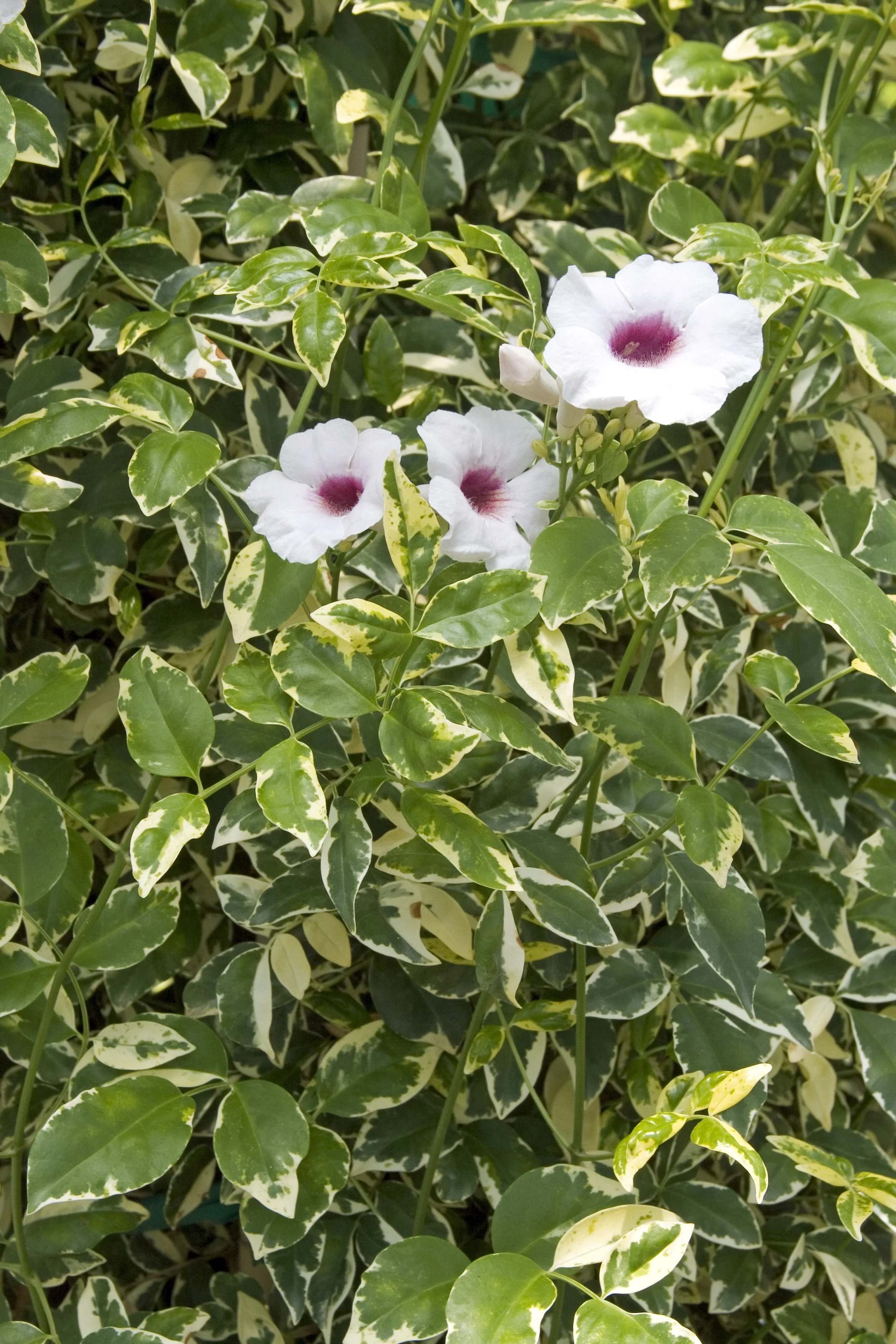 Charisma Bower Vine
