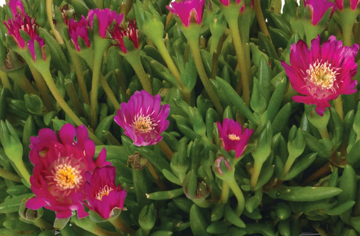Rock Crystal Purple Ice Plant 2 Rock Crystal Purple Ice Plant