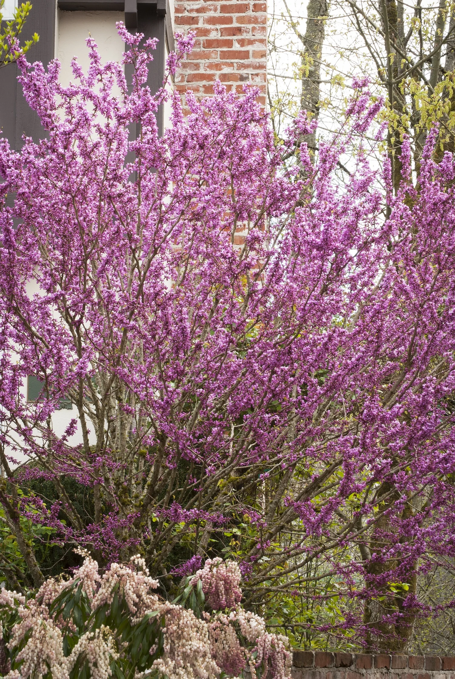 Avondale Redbud 6 Avondale Redbud
