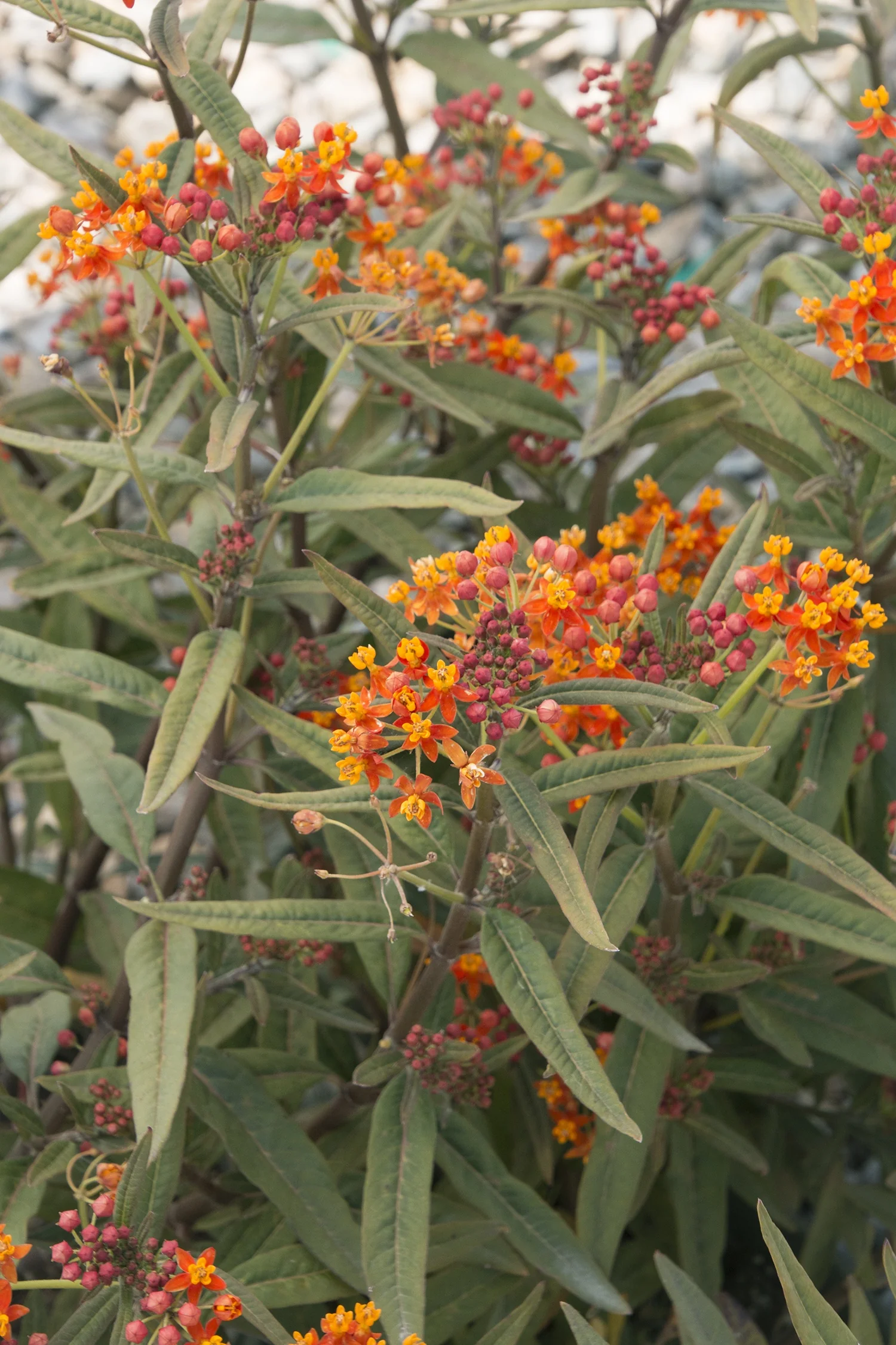 Red Butterflies Tropical Milkweed 9 Red Butterflies Tropical Milkweed