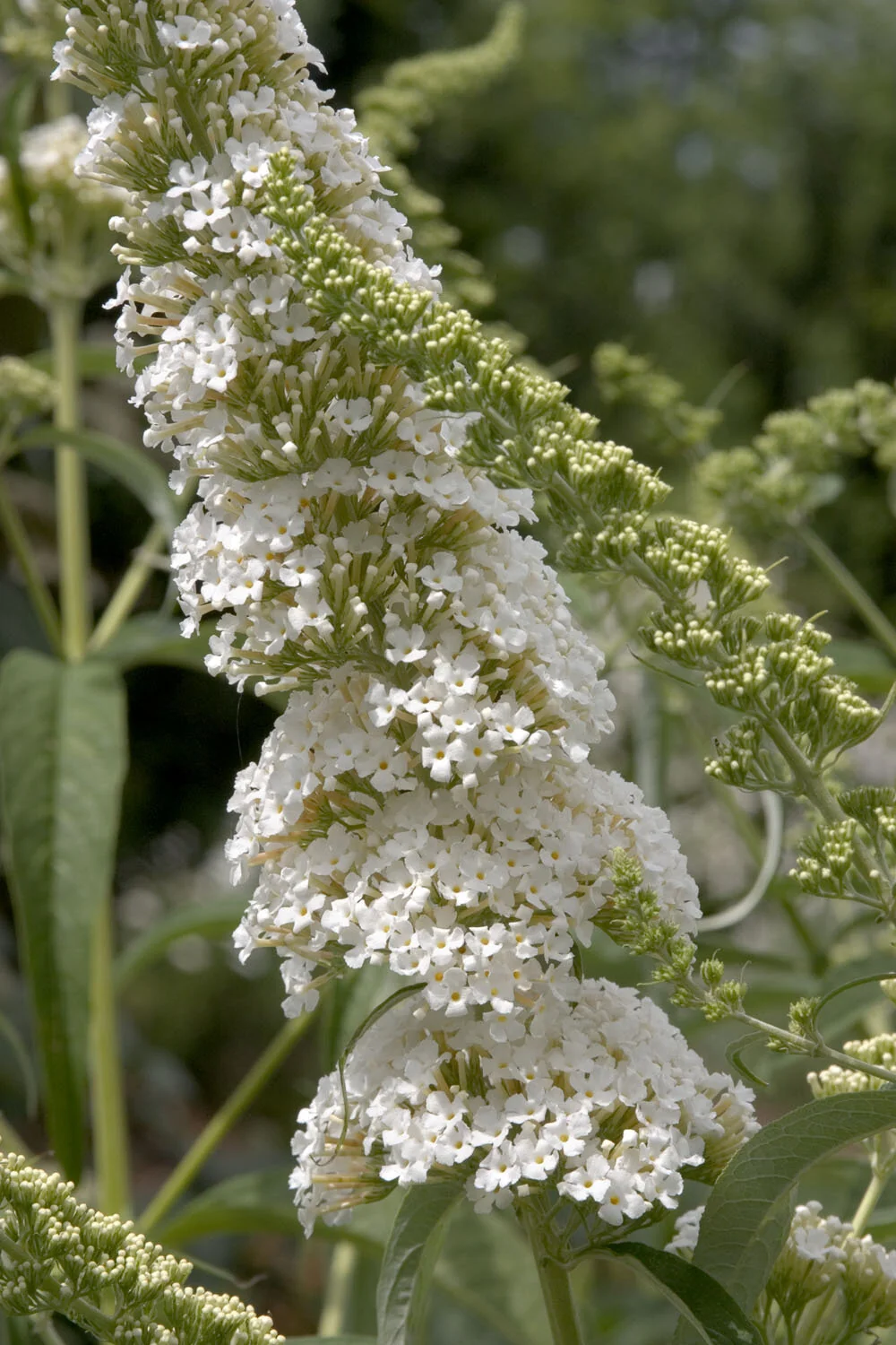 Petite Snow™ Butterfly Bush 1 Petite Snow™ Butterfly Bush