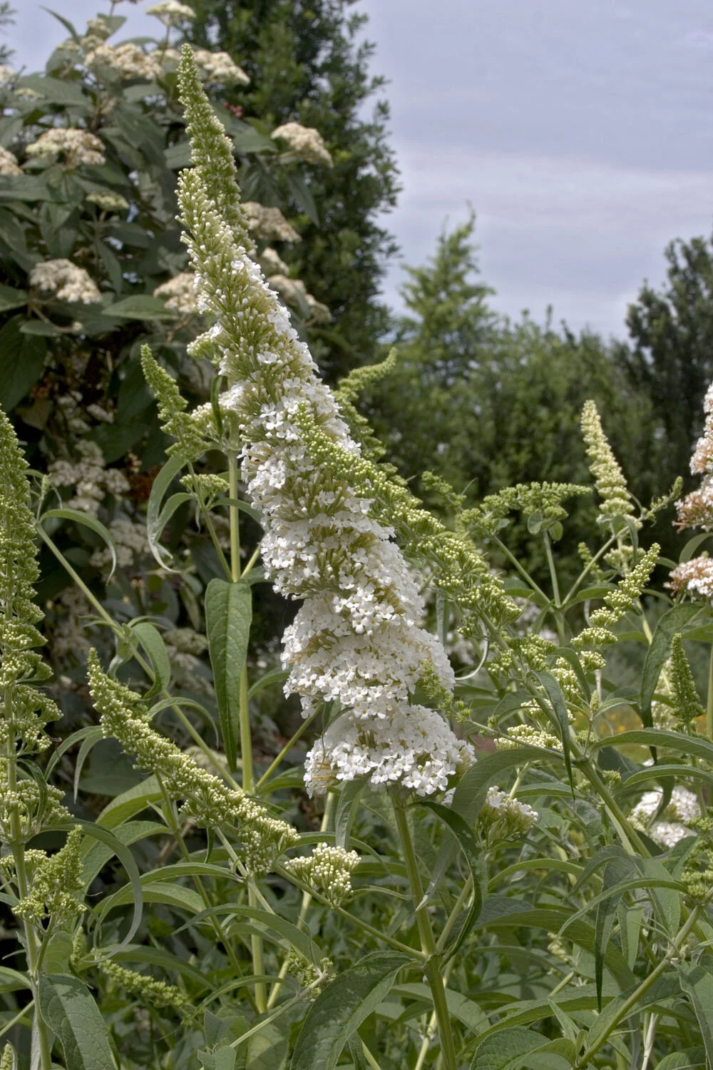 Petite Snow™ Butterfly Bush 2 Petite Snow™ Butterfly Bush