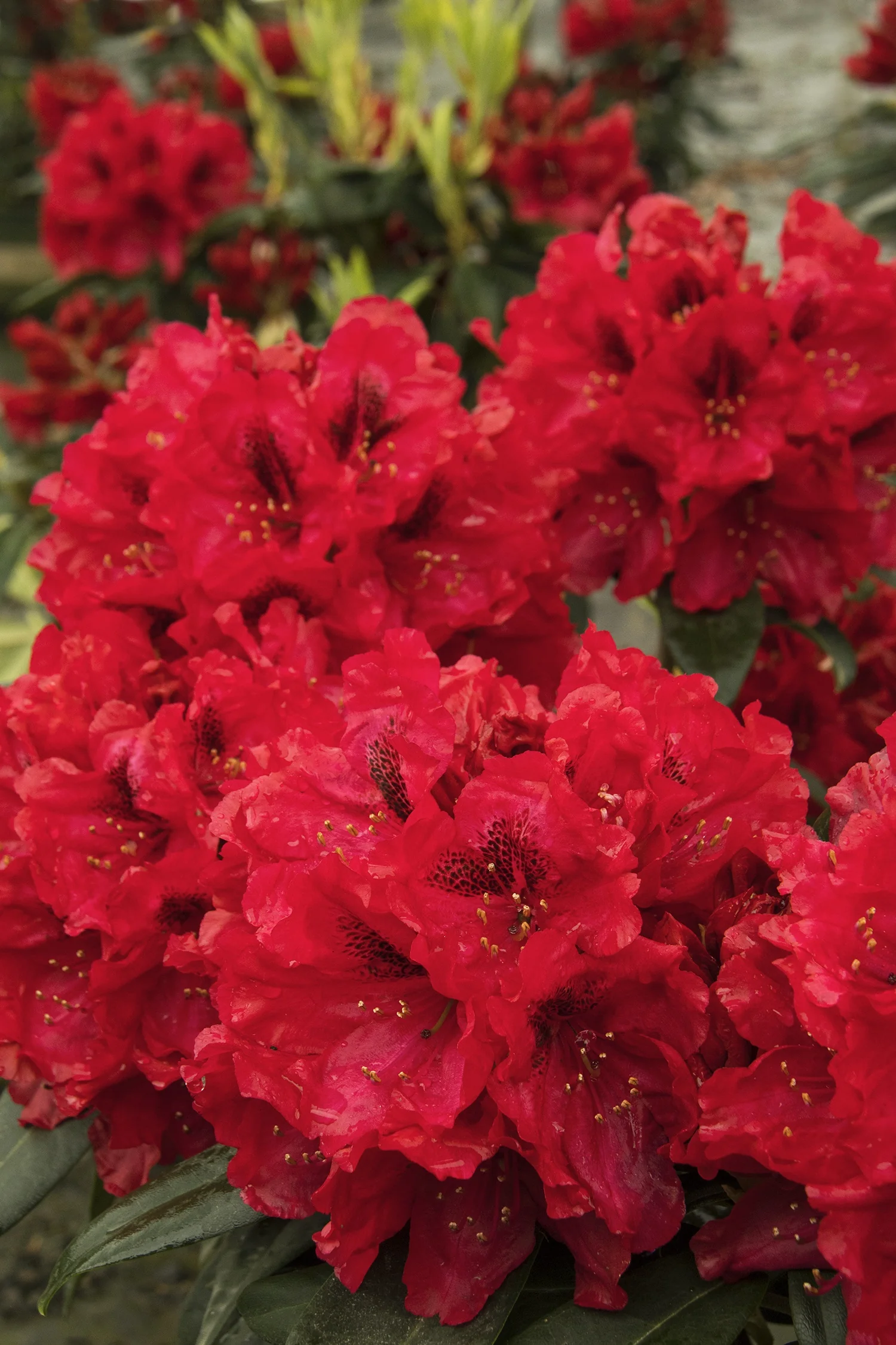 Trilby Rhododendron 4 Trilby Rhododendron